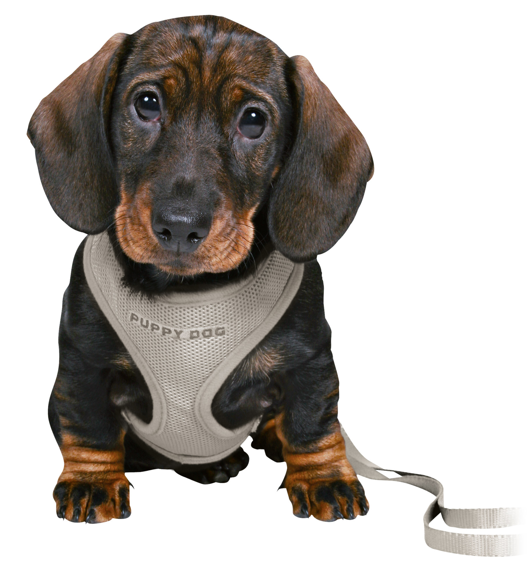 Arnés Suave para cachorros con correa JUNIOR, 26–34 cm/10 mm, 2.00 m, Gris Claro