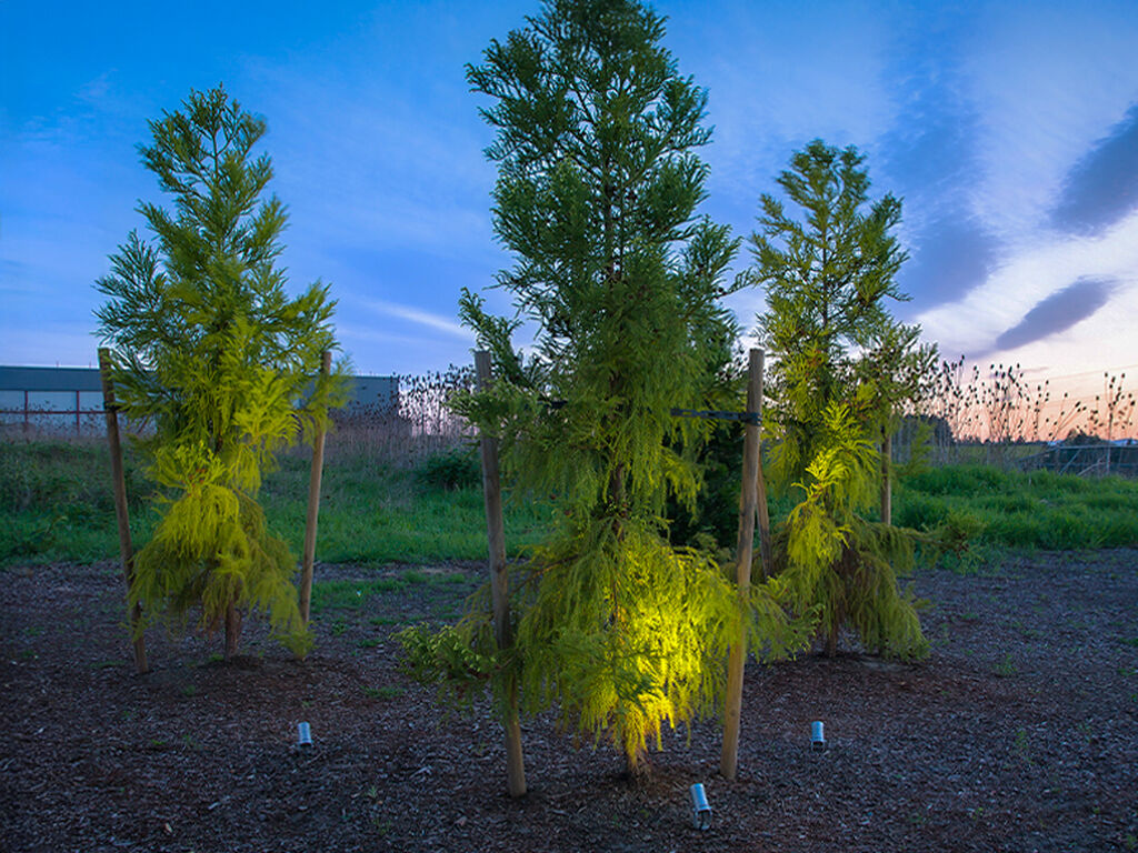 UTAH ECO 1