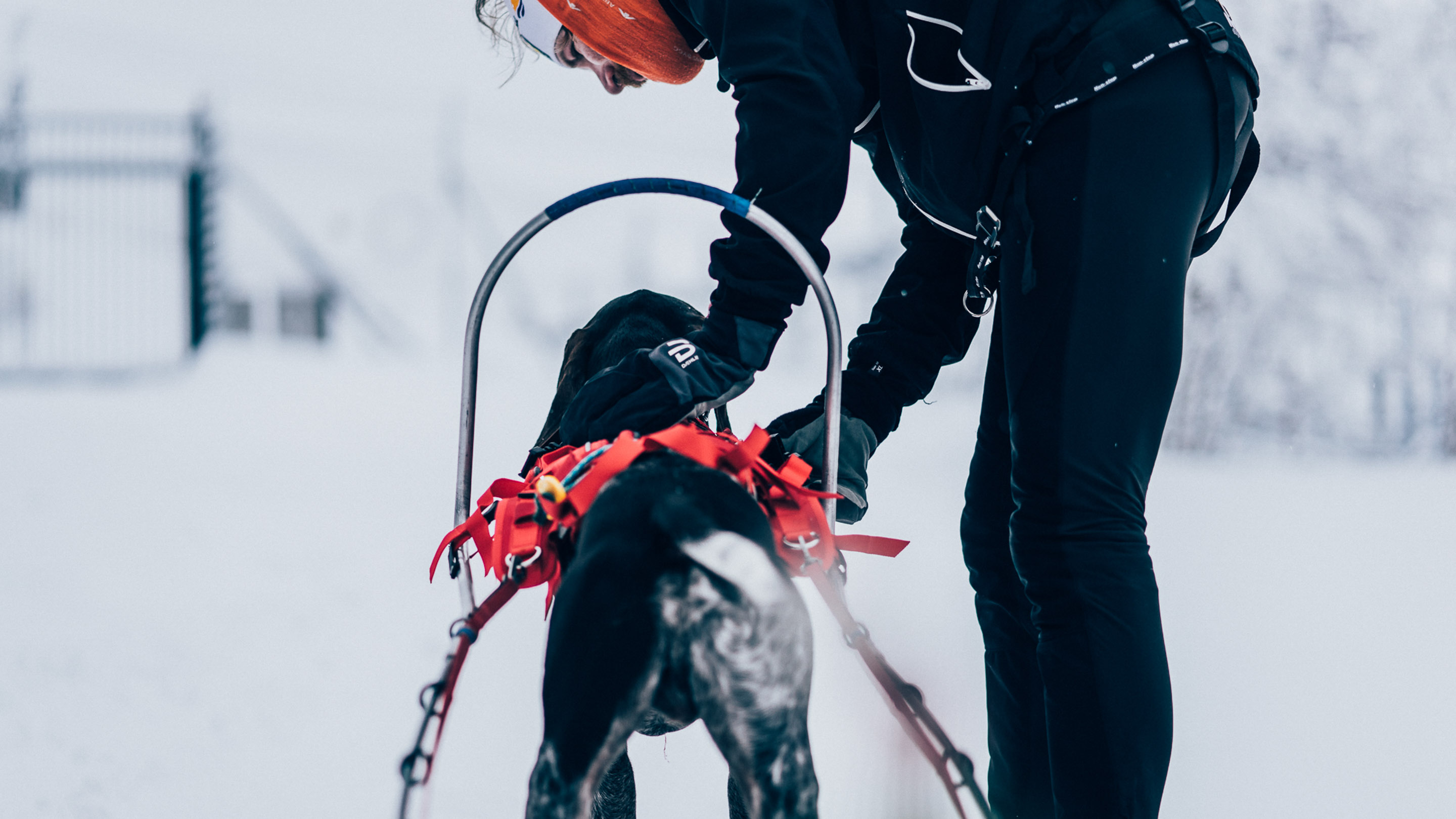 Cross Country Skiing Best Skijoring Harness Salt Lake Skijoring