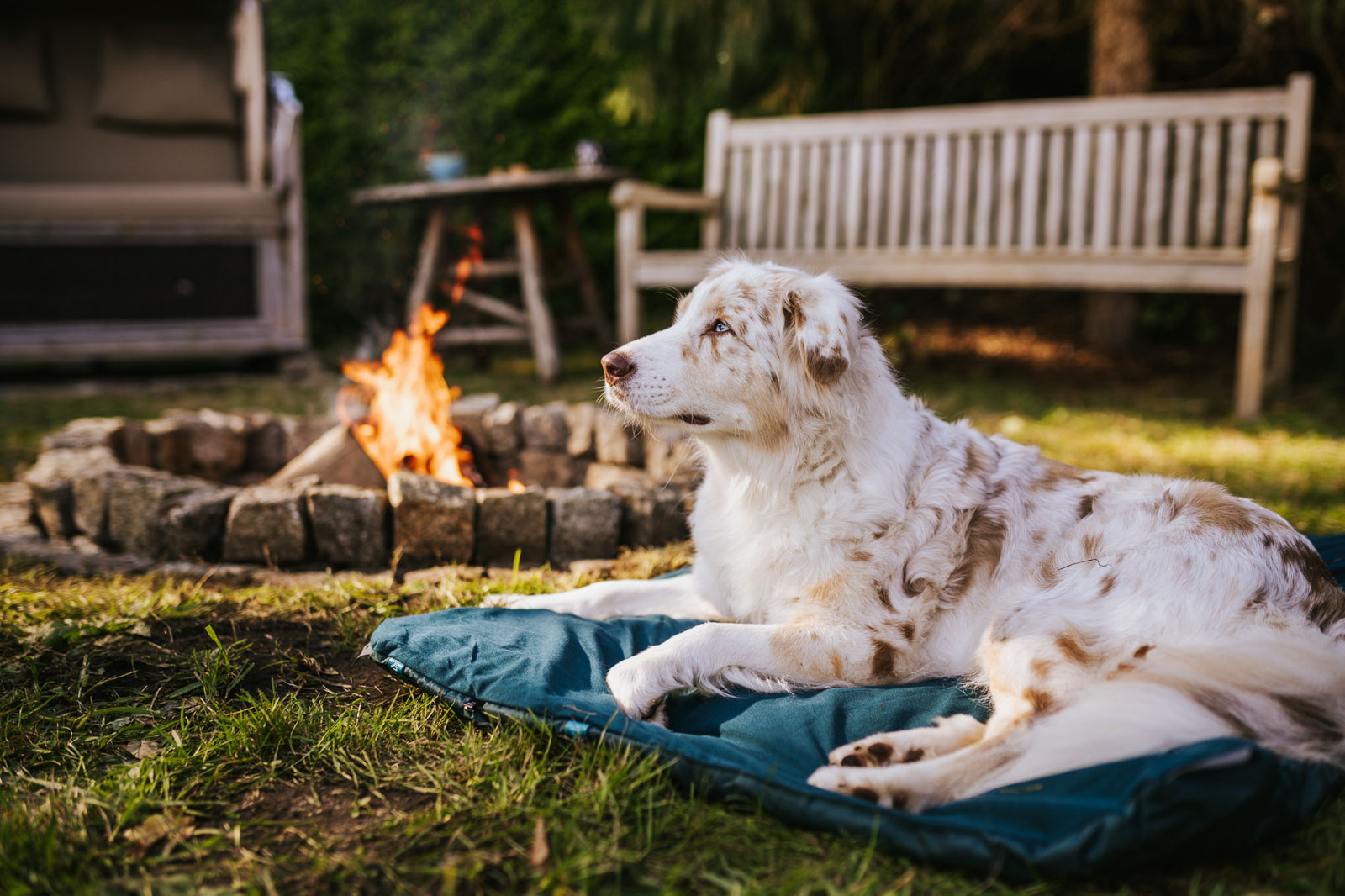 Trekking dog bed