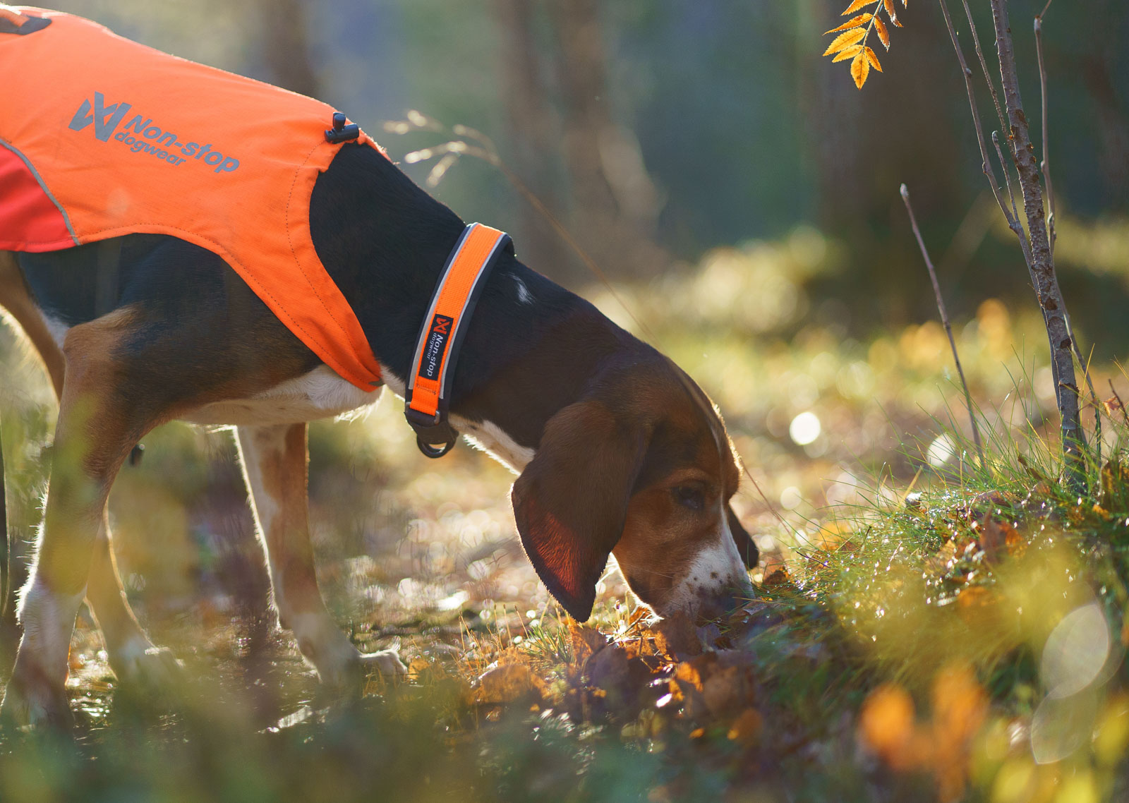 Protector collar
