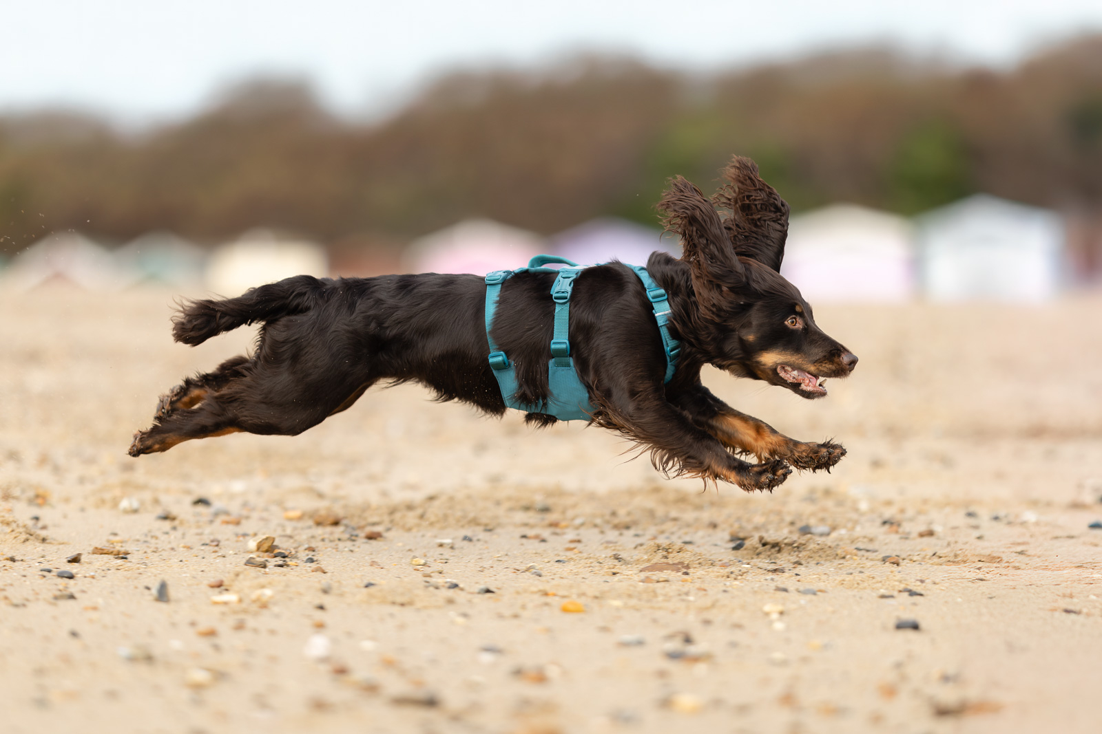 Ramble harness long