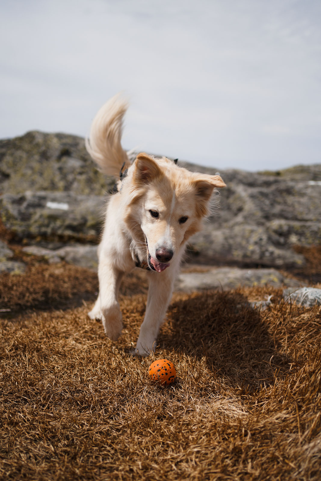 Dog ball