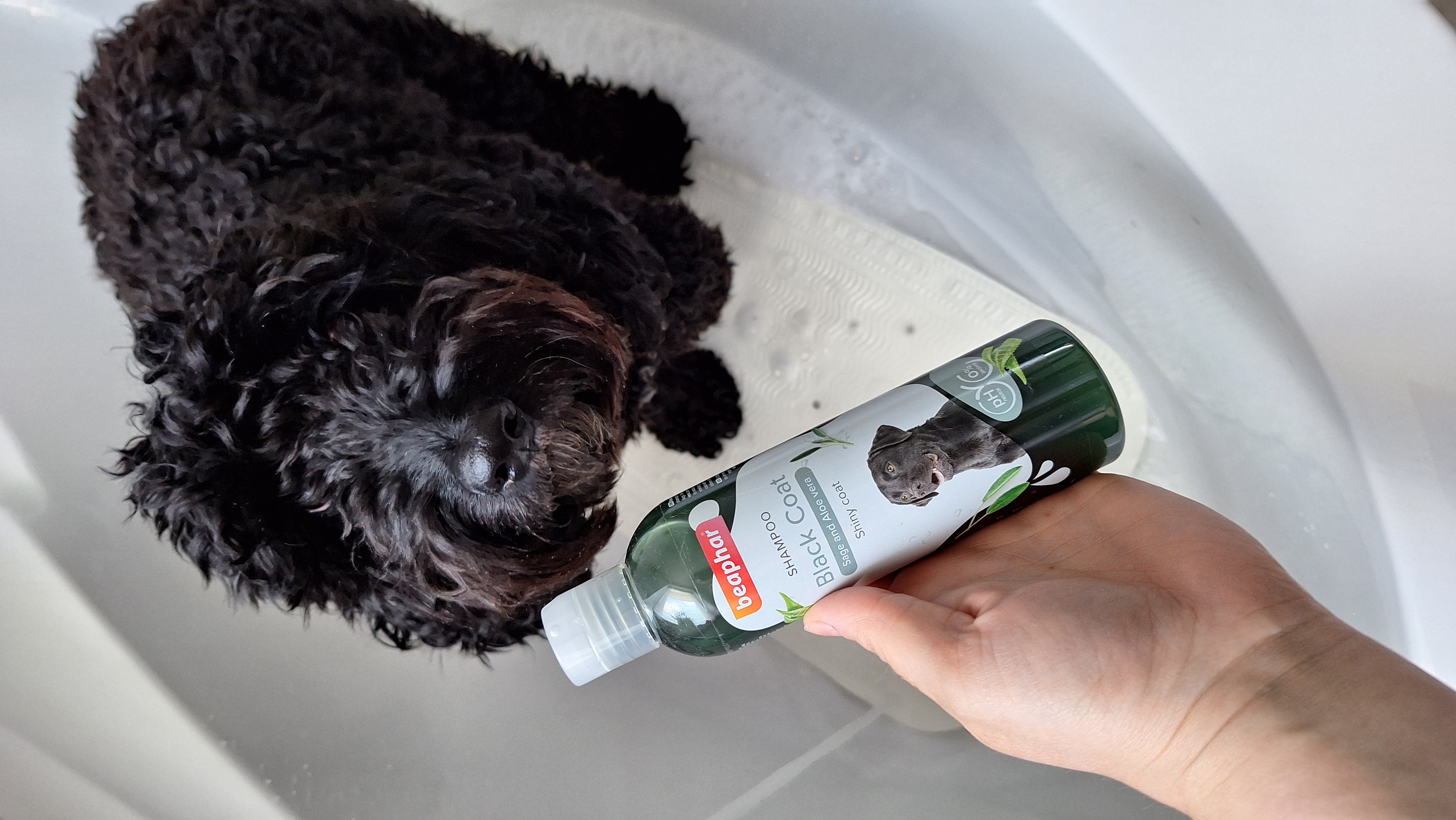 Sampon fekete szőrű kutyáknak zsályával