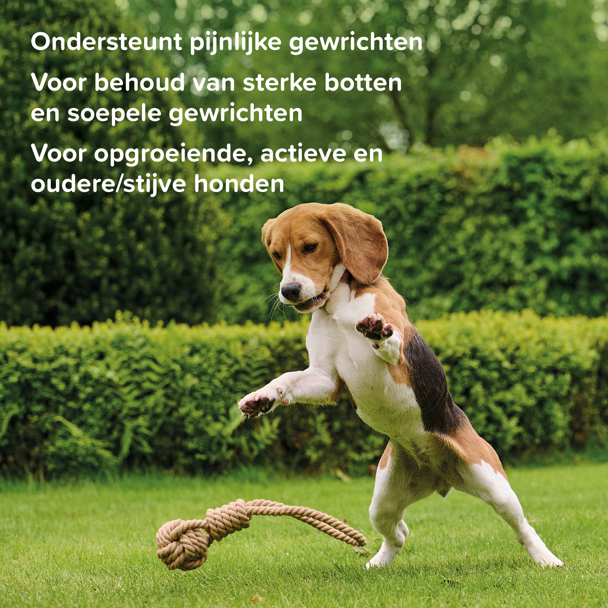 Beaphar Flexifit® Chews hond 175g