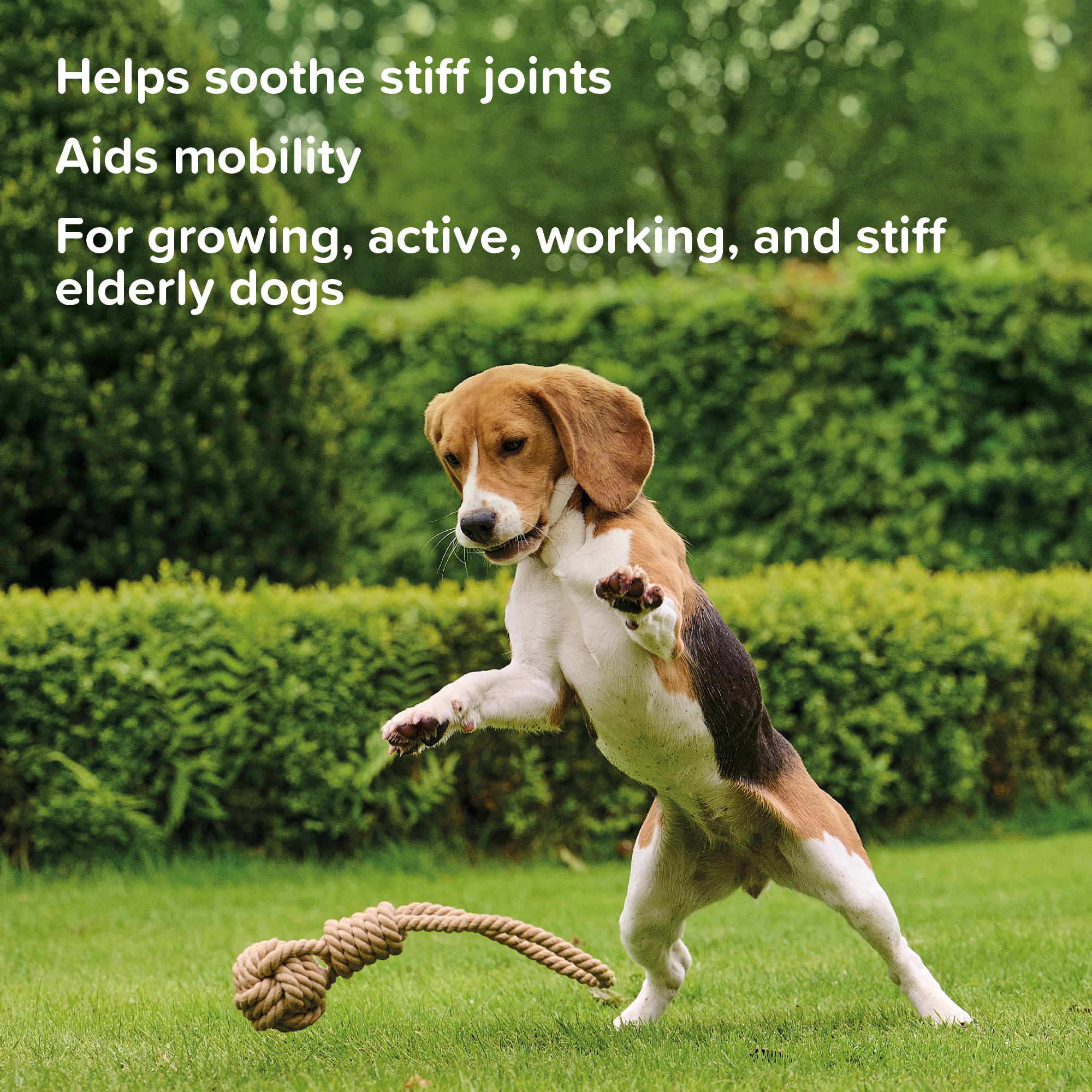 Beaphar Flexifit® Dog Chews