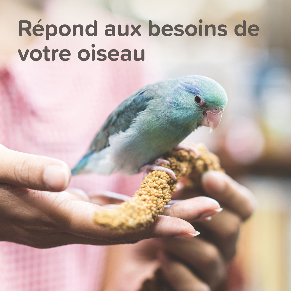 XtraVital Alimentation complète pour Canaris - 500 g