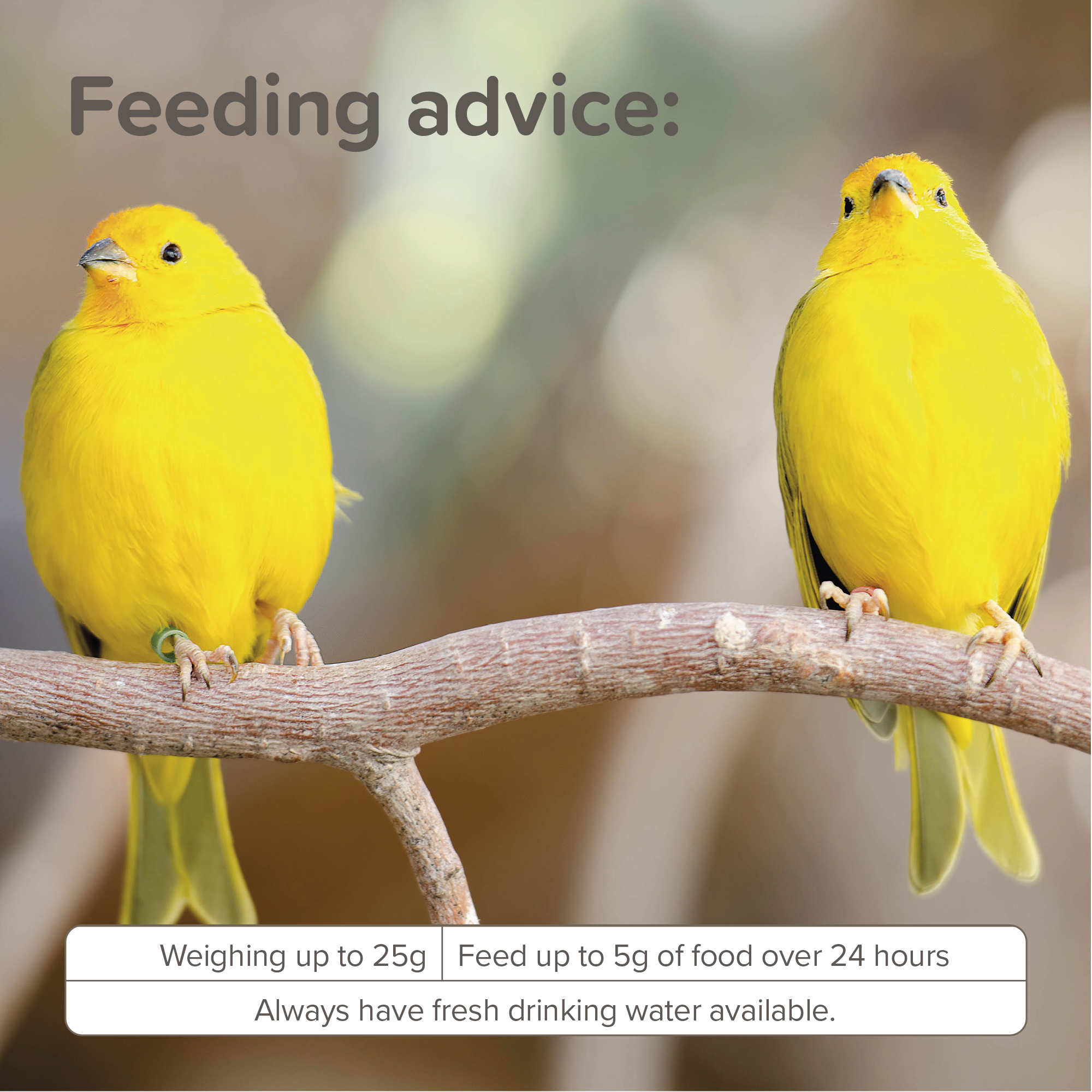 Beaphar XtraVital Canary Complete Bird Food – 500g