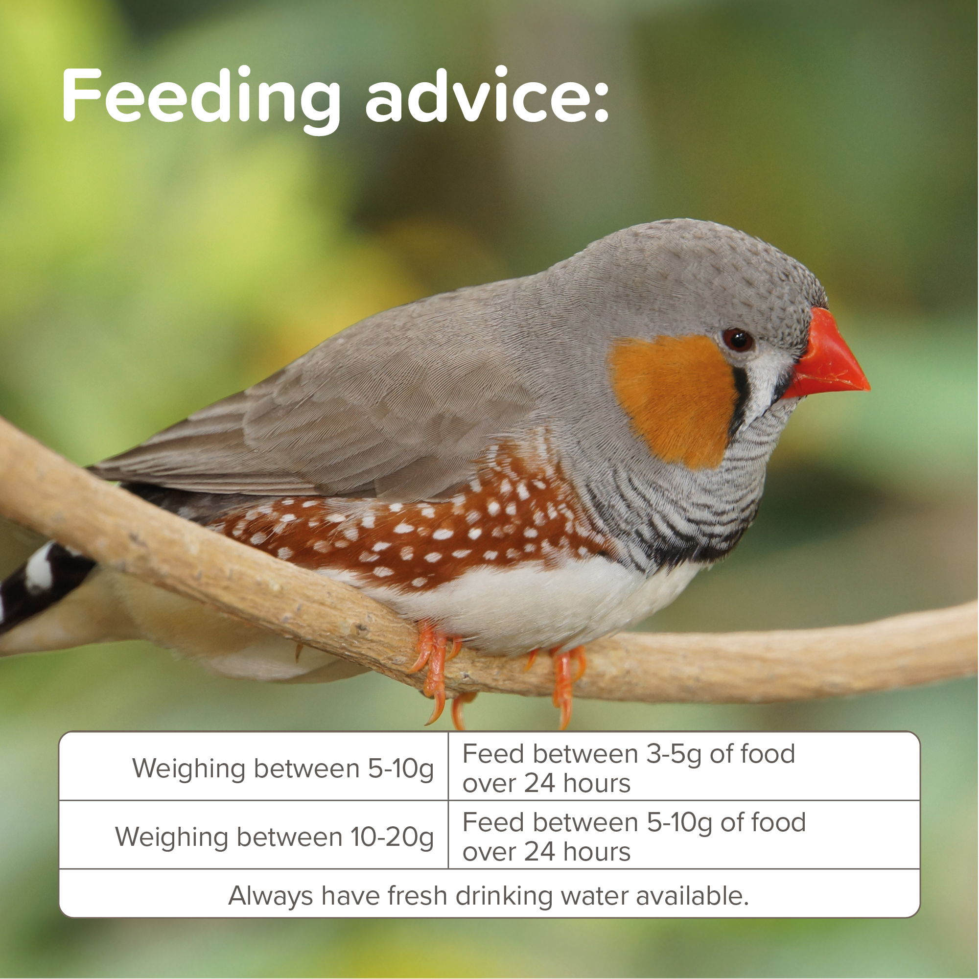 Beaphar XtraVital Exotic Bird Complete Bird Food – 500g