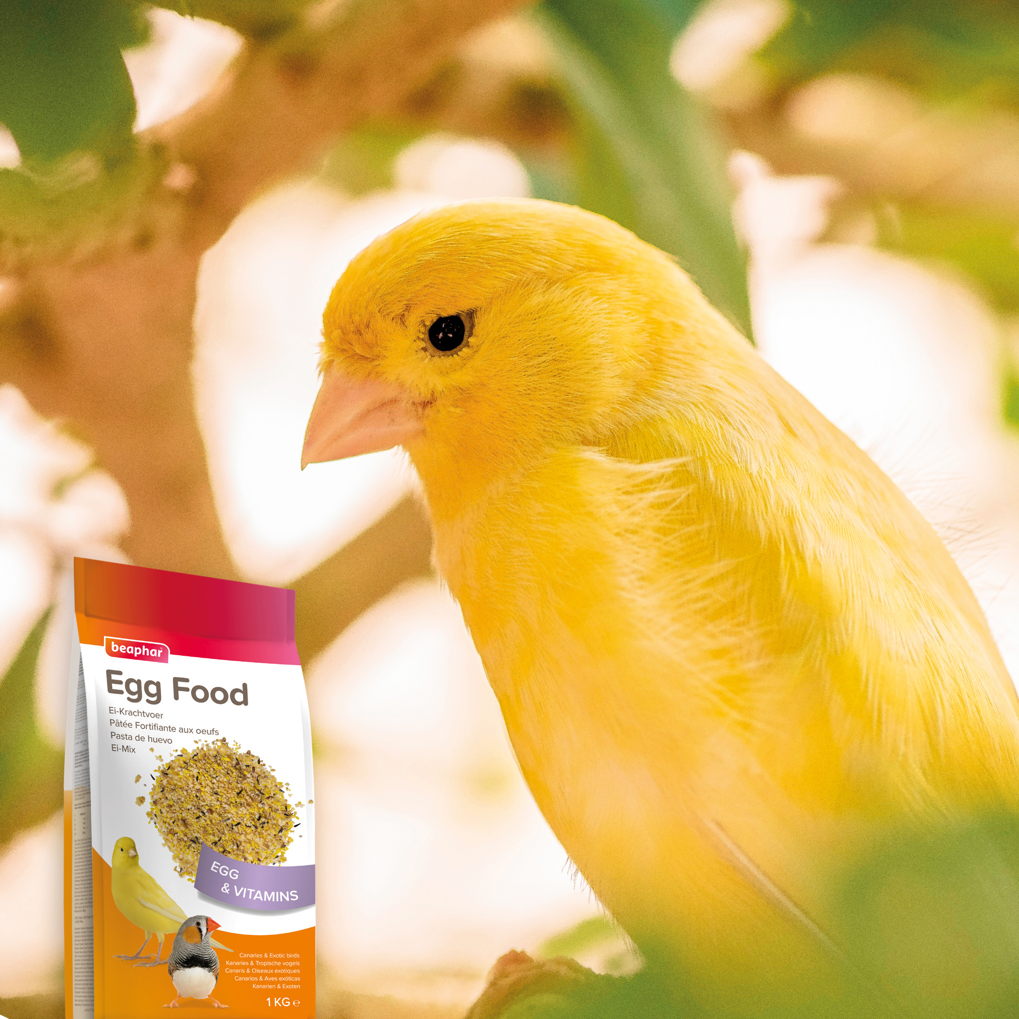 Beaphar Egg Food for Canaries & Exotic Birds - 1 kg