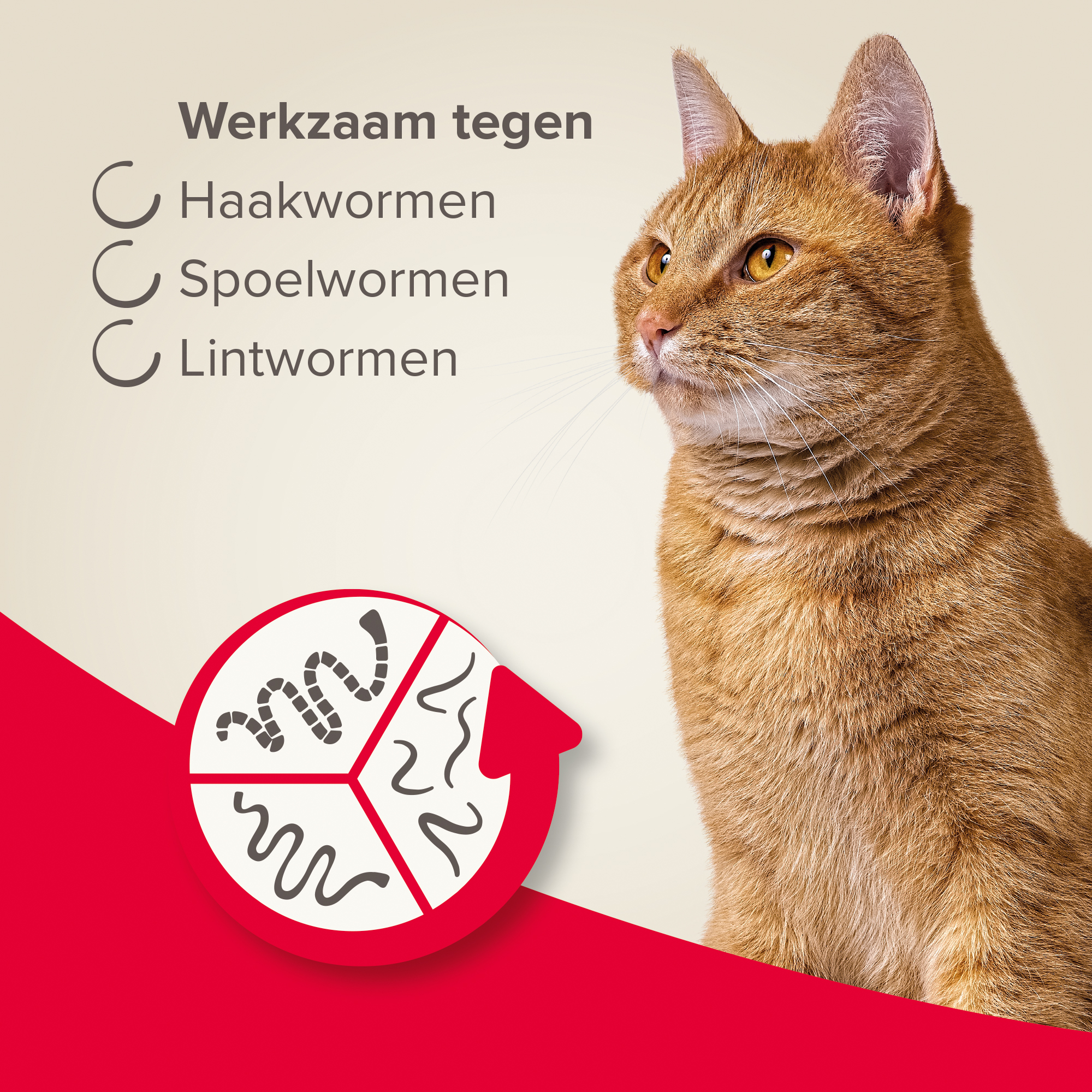 Beaphar Wormmiddel All-in-One kat 2 tabletten