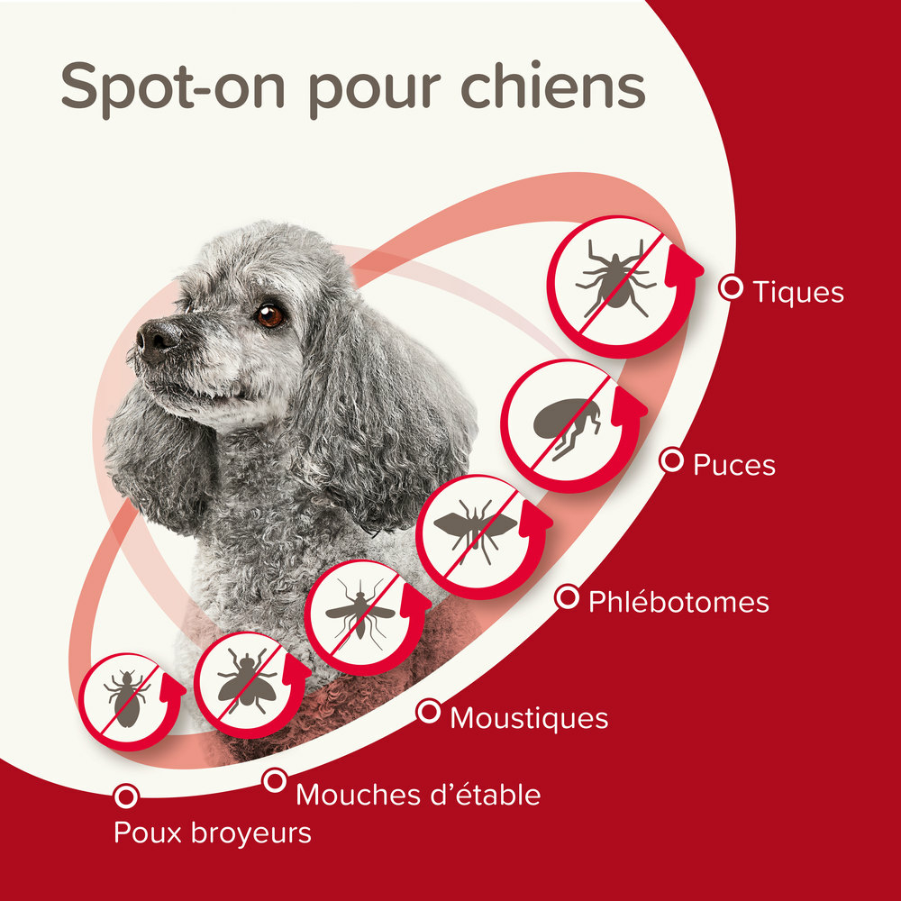 ProtecTix® 40 mg/200 mg solution pour spot-on pour chiens pesant jusqu’à 4 kg