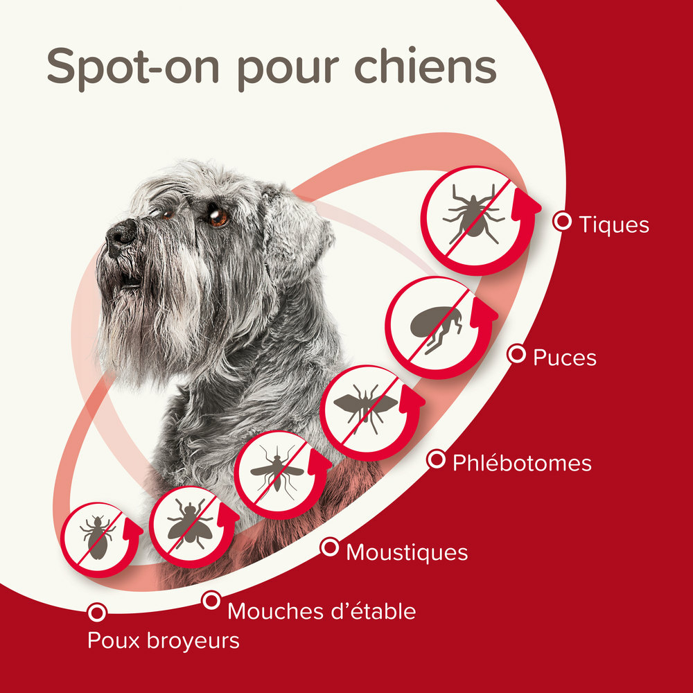 ProtecTix® 100 mg/500 mg solution pour spot-on pour chiens pesant entre 4 et 10 kg