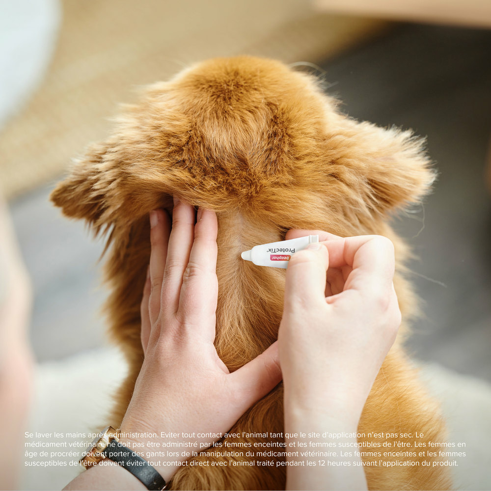 ProtecTix® 100 mg/500 mg solution pour spot-on pour chiens pesant entre 4 et 10 kg