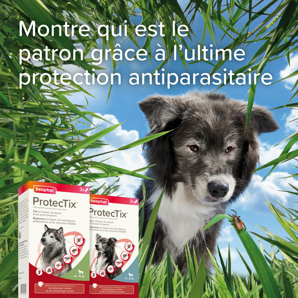 ProtecTix® 100 mg/500 mg solution pour spot-on pour chiens pesant entre 4 et 10 kg