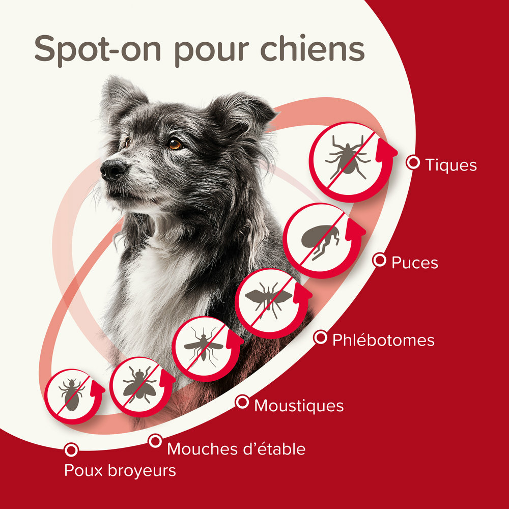 ProtecTix® 250 mg/1250 mg solution pour spot-on pour chiens pesant entre 10 et 25 kg