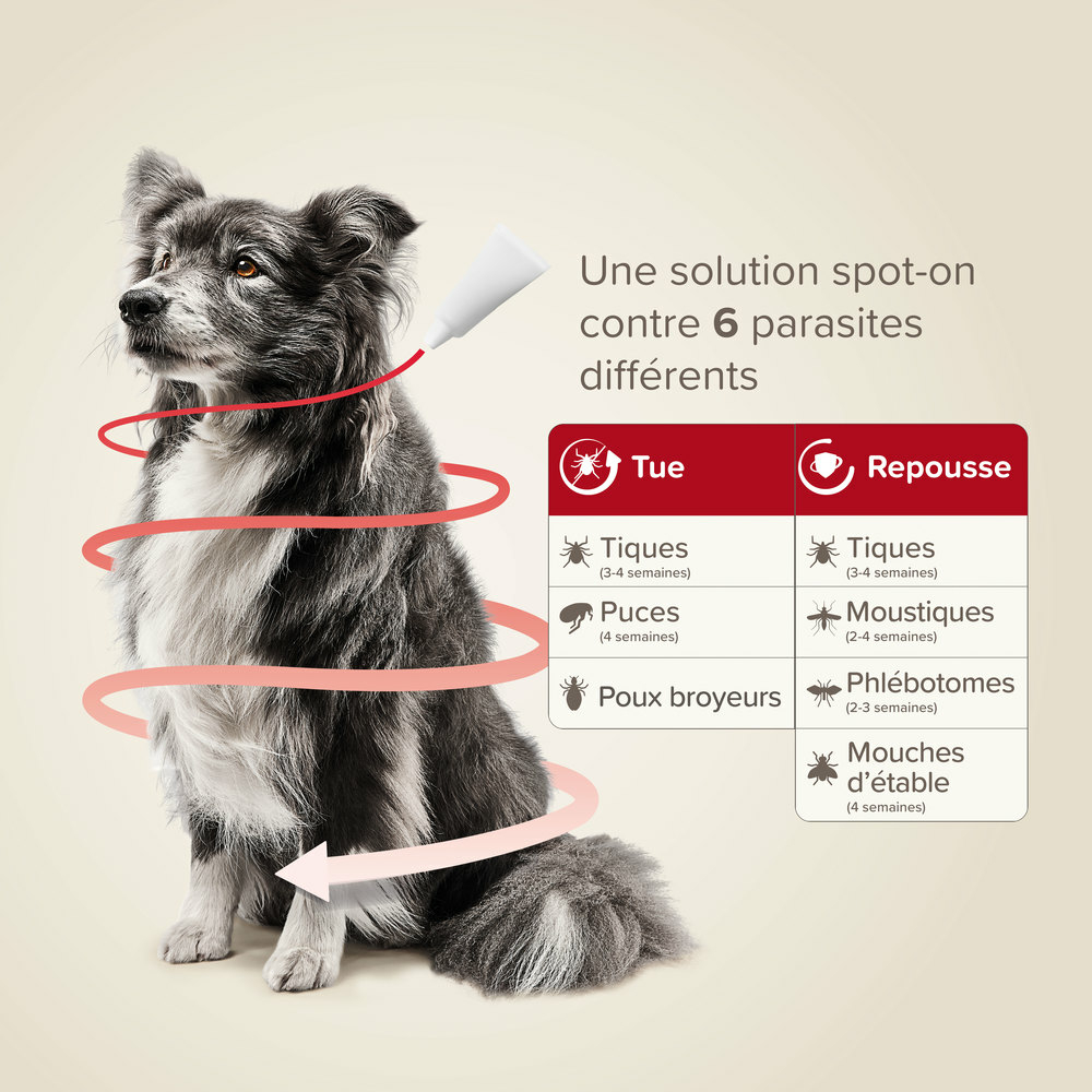 ProtecTix® 250 mg/1250 mg solution pour spot-on pour chiens pesant entre 10 et 25 kg