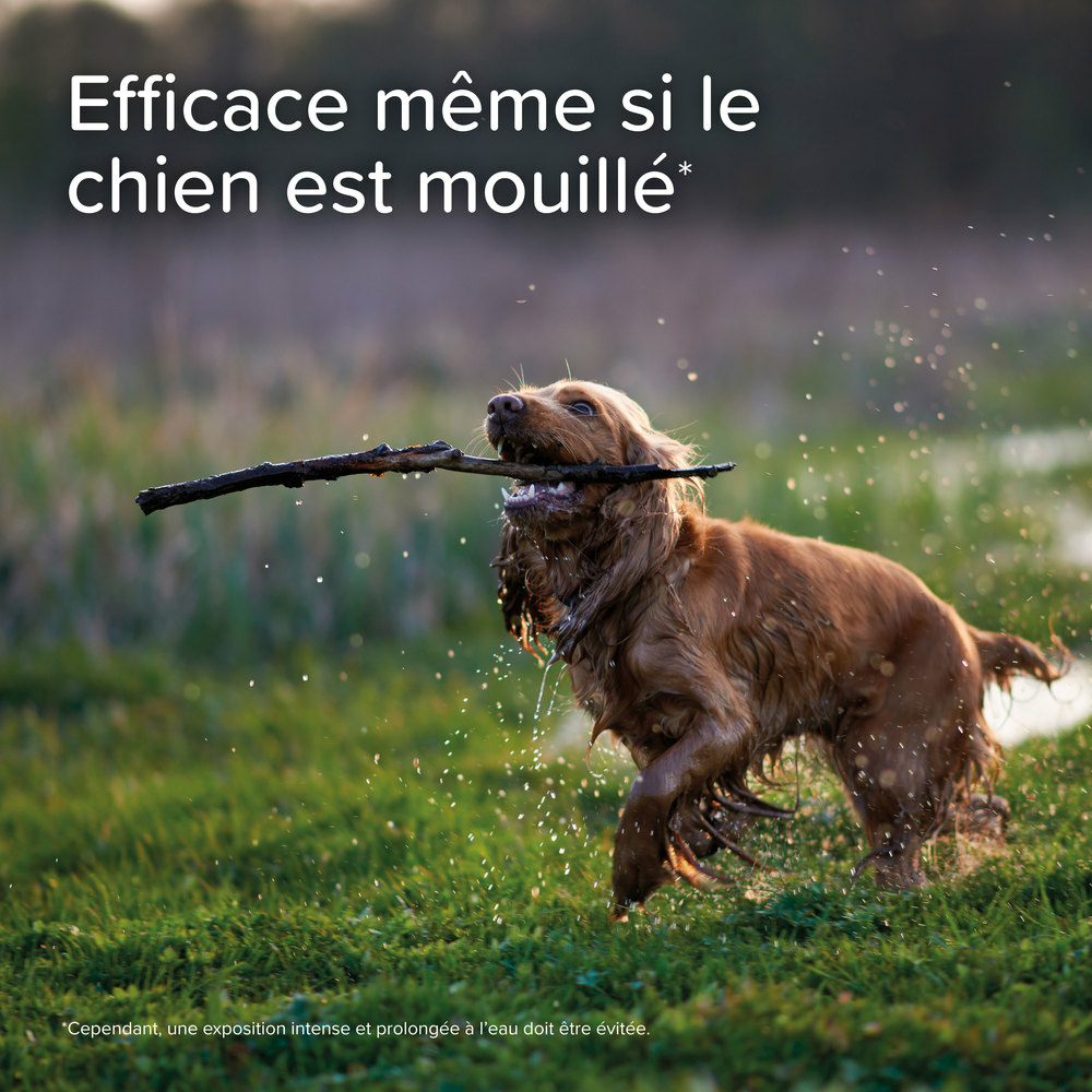 ProtecTix® 250 mg/1250 mg solution pour spot-on pour chiens pesant entre 10 et 25 kg