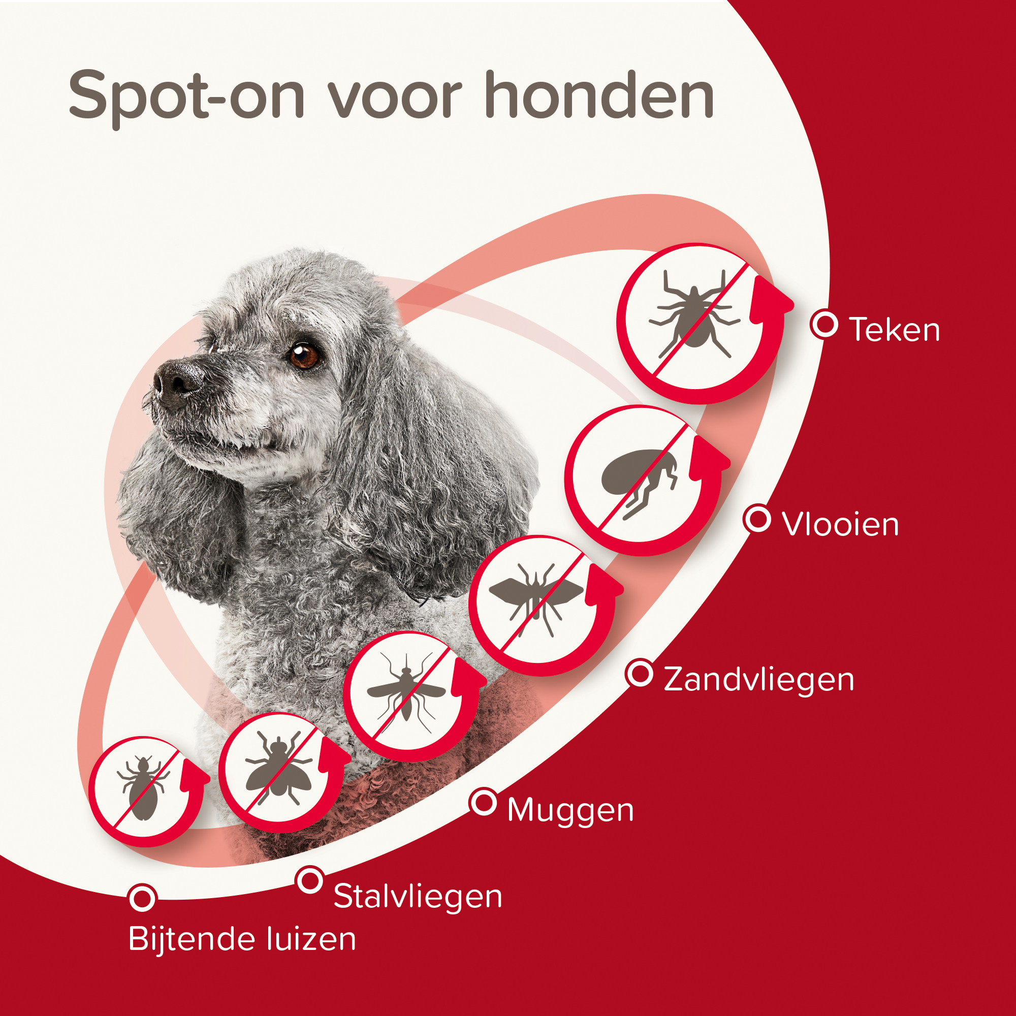 Beaphar ProtecTix® hond tot 4kg 4 pipetten