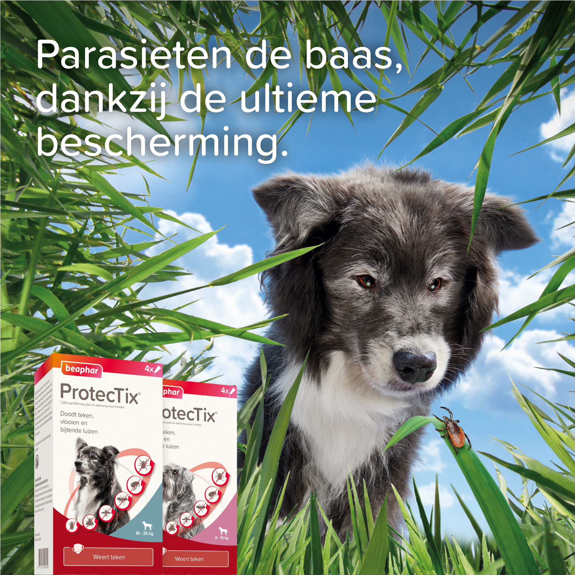 Beaphar ProtecTix® hond tot 4kg 4 pipetten