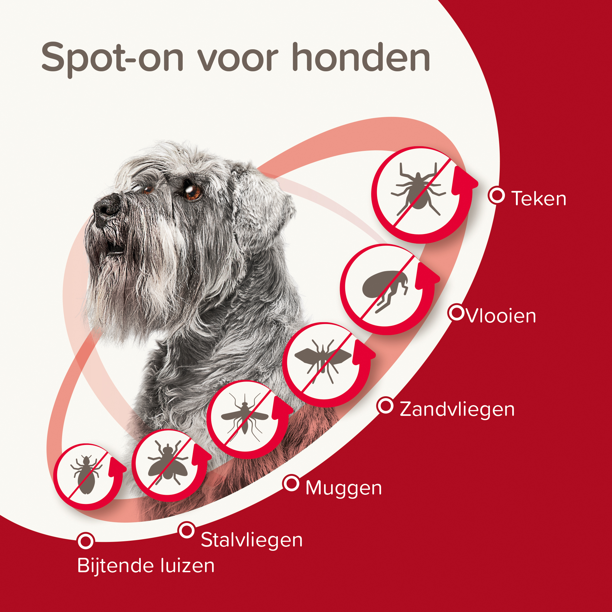 Beaphar ProtecTix® hond 4-10kg 4 pipetten