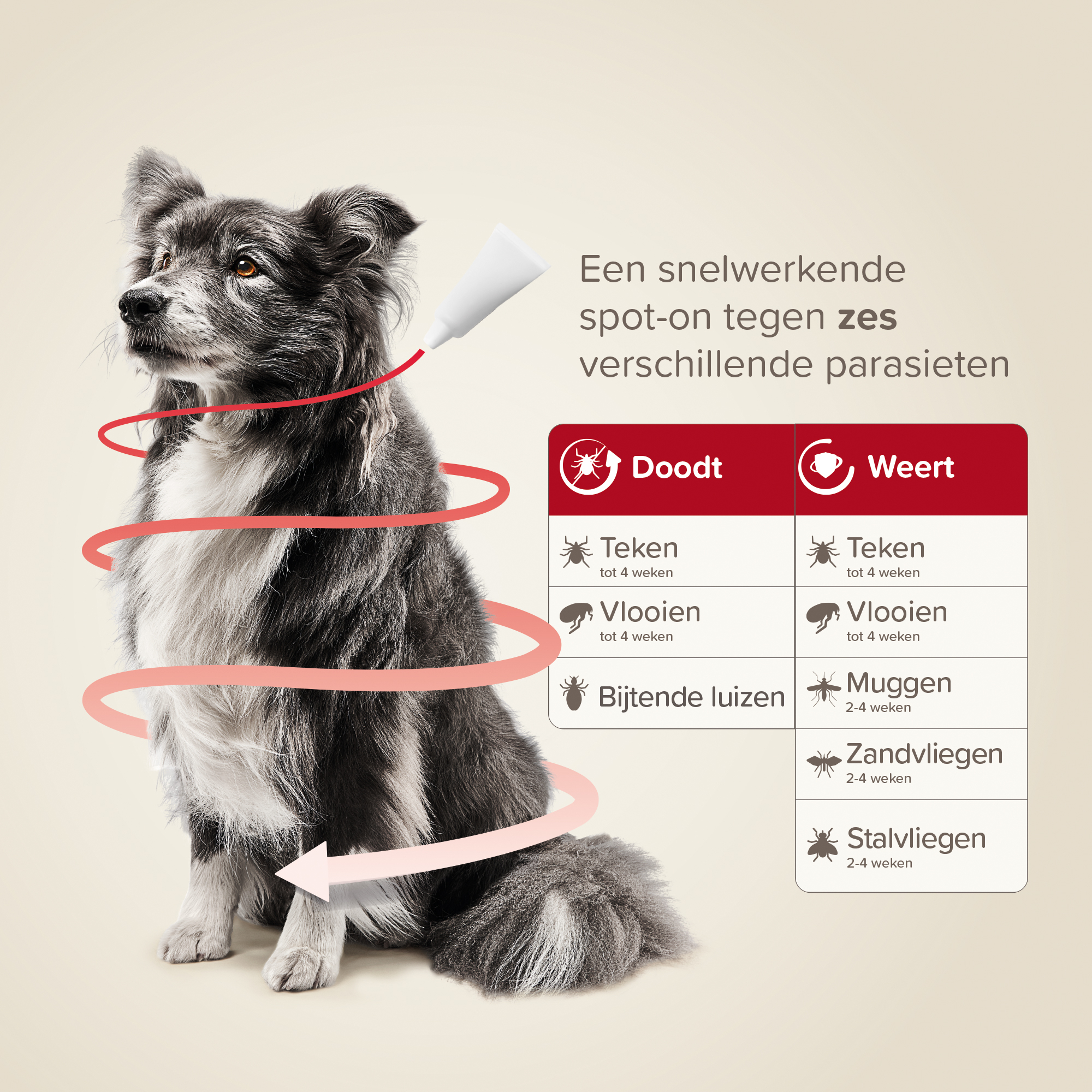 Beaphar ProtecTix® hond 10-25kg 4 pipetten