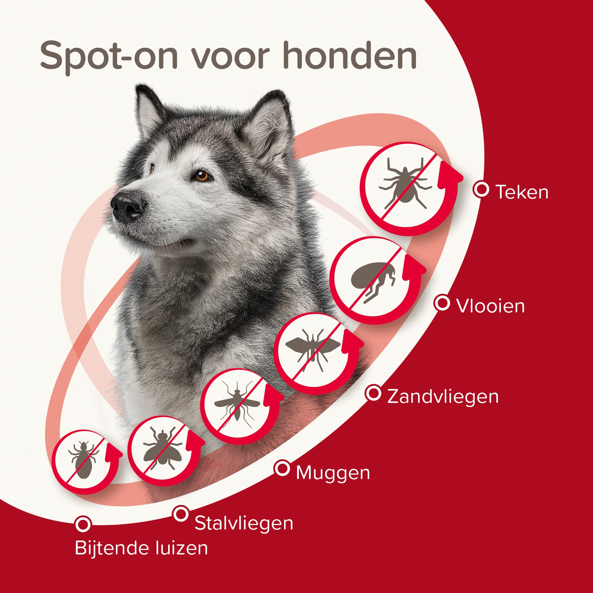 Beaphar ProtecTix® hond 25-40kg 4 pipetten