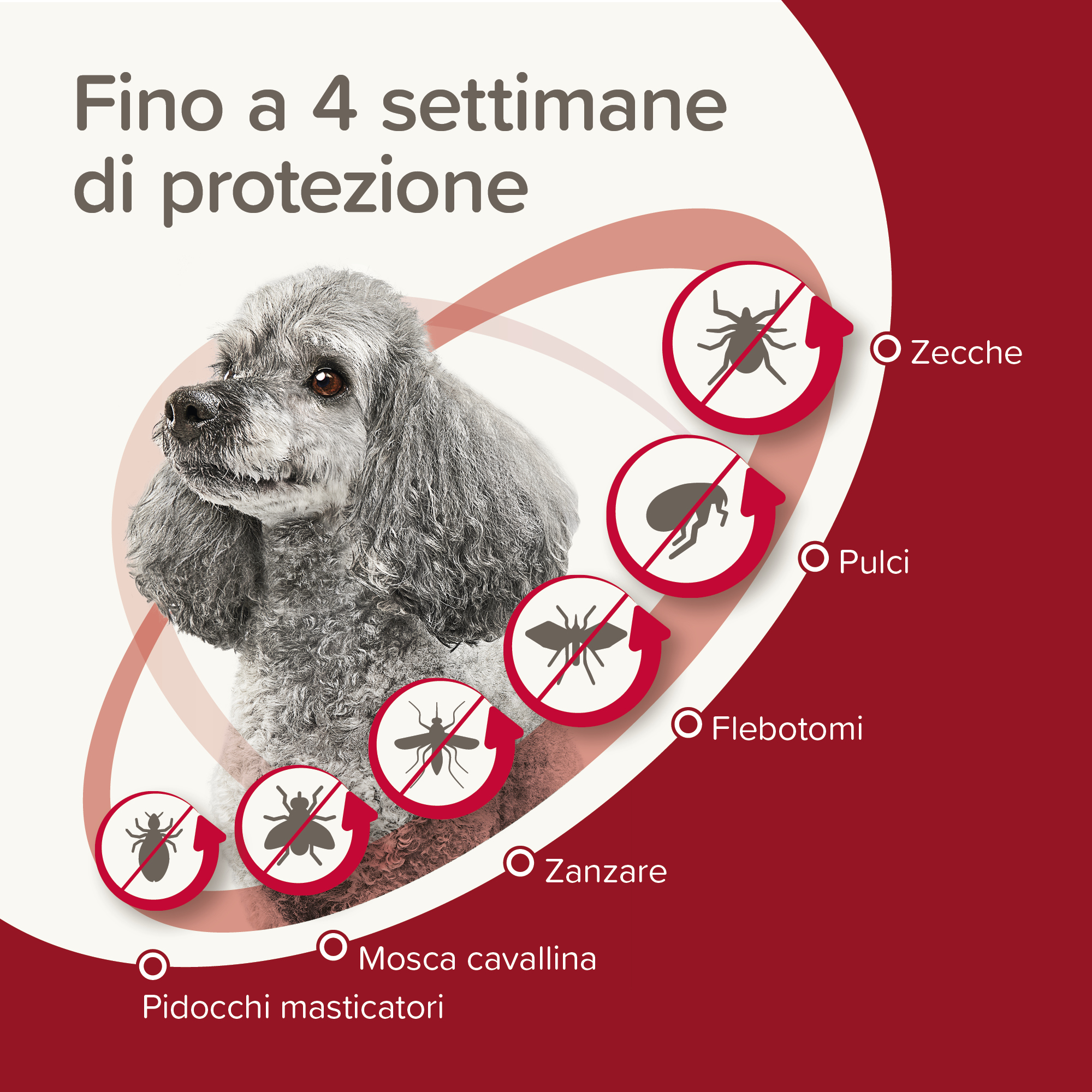 Beaphar ProtecTix Cane Molto Piccolo 4 pip.