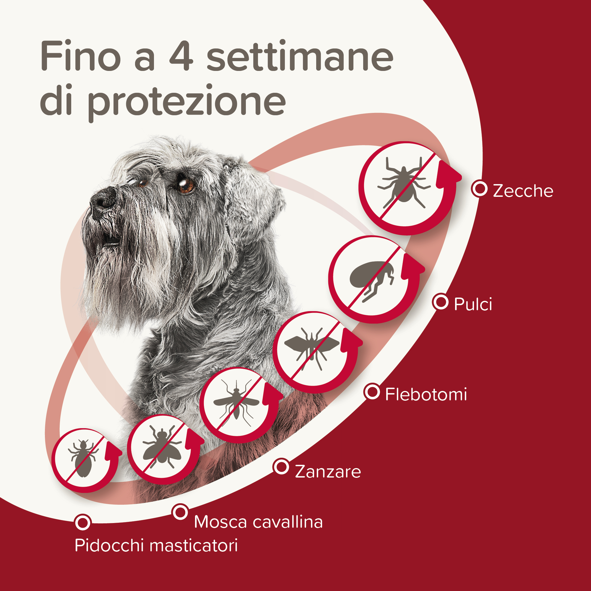 Beaphar ProtecTix Cane Piccolo 4 pip.