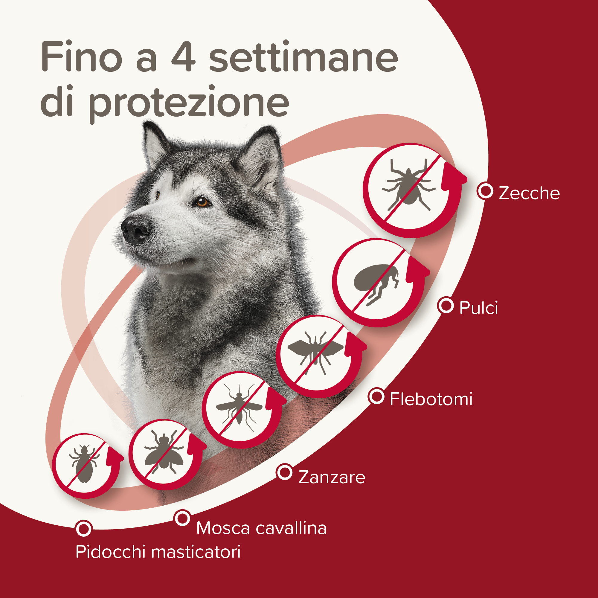 Beaphar ProtecTix Grande 4 pip.