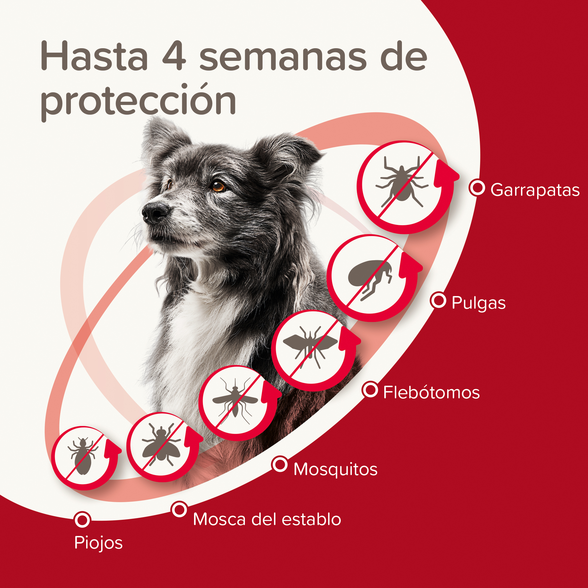 Beaphar ProtecTix® Pipetas Perros M (10-25KG)