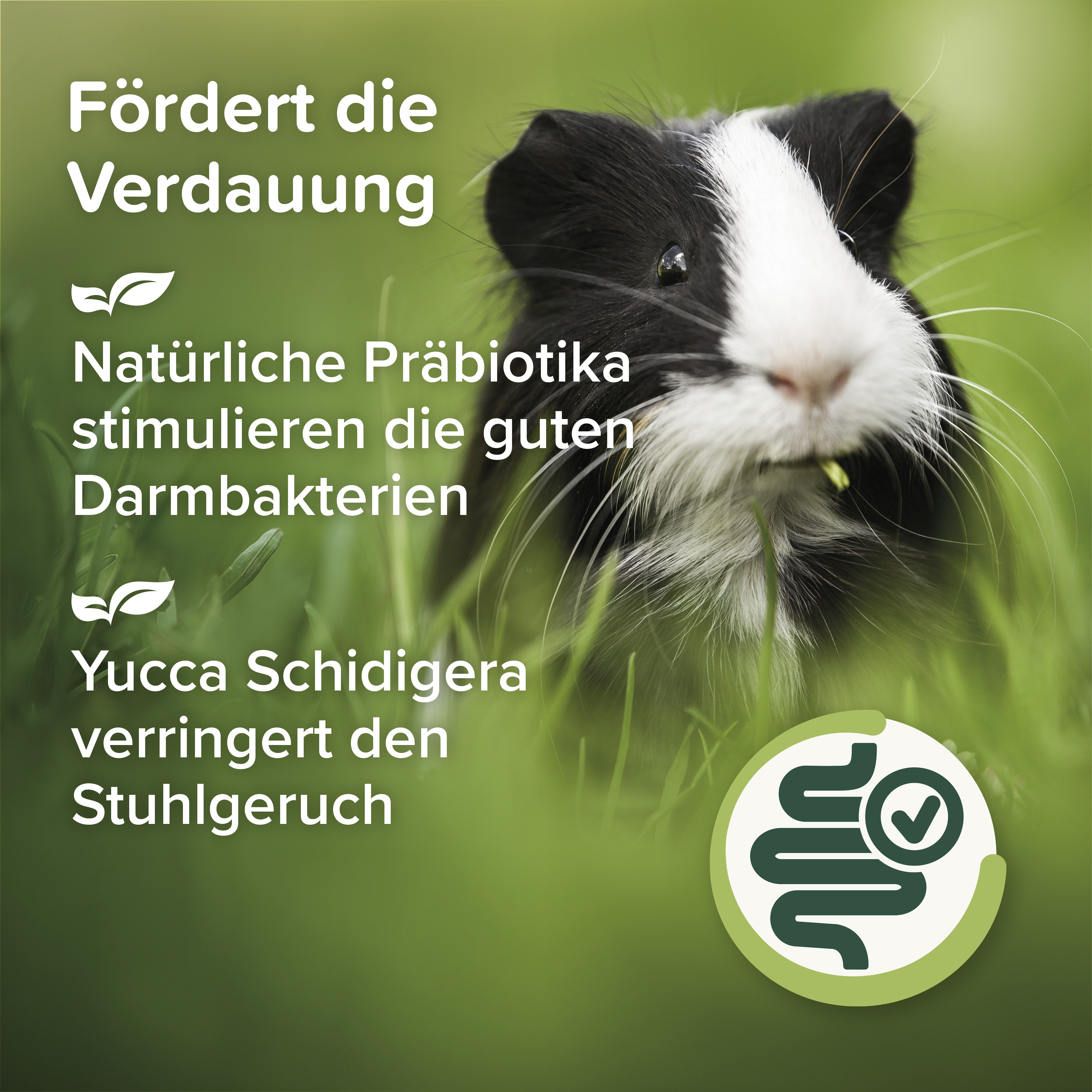 Care+ Nature Meerschweinchen, 1,5kg