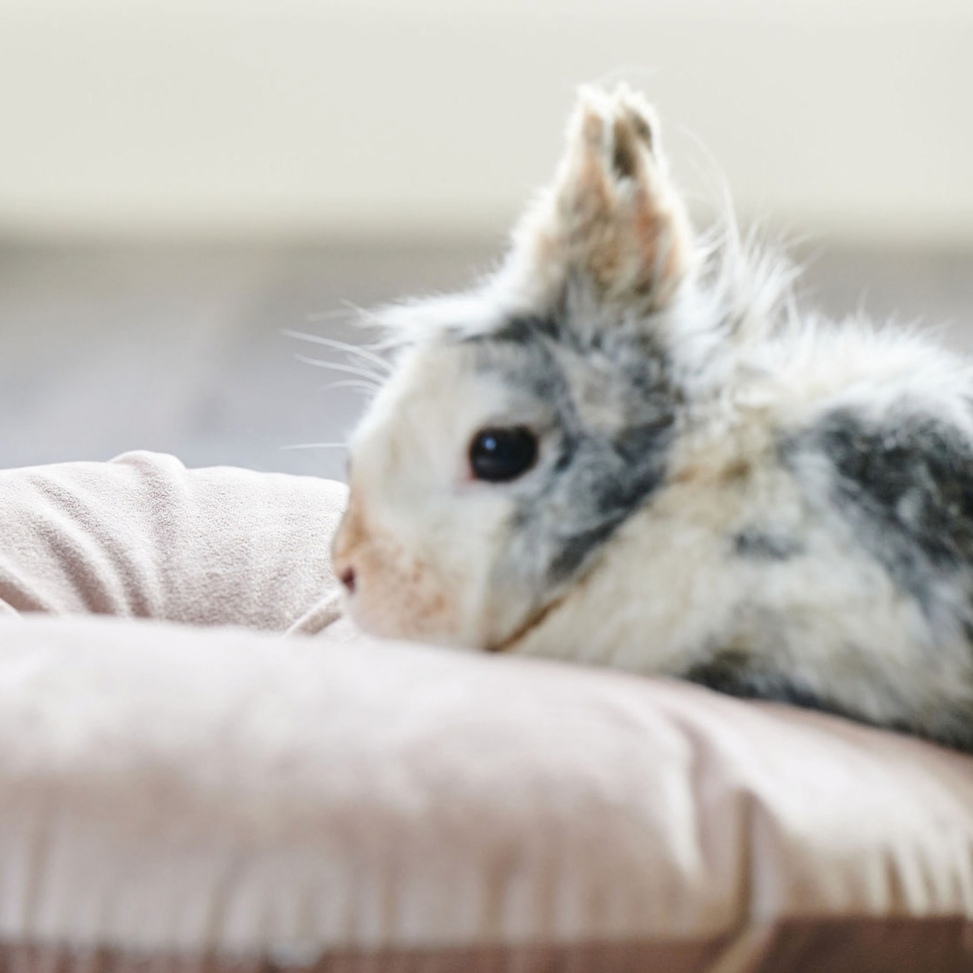 RabbitComfort® nyugtató hatású feromonos spray nyulaknak