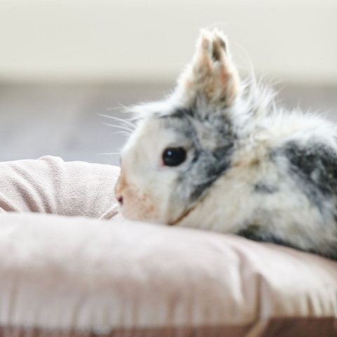 RabbitComfort Calming Spray