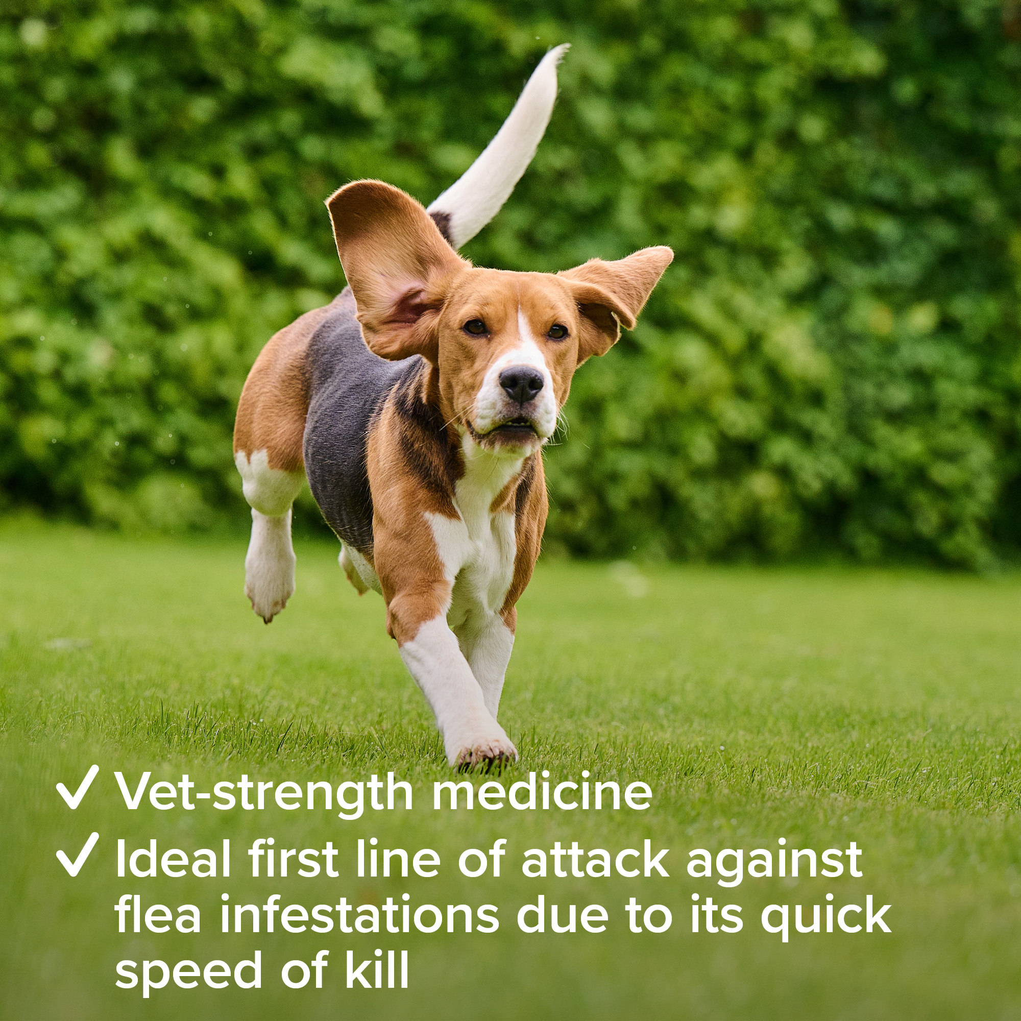 Beaphar Flea Tablets for Small Dogs – 3 tablets