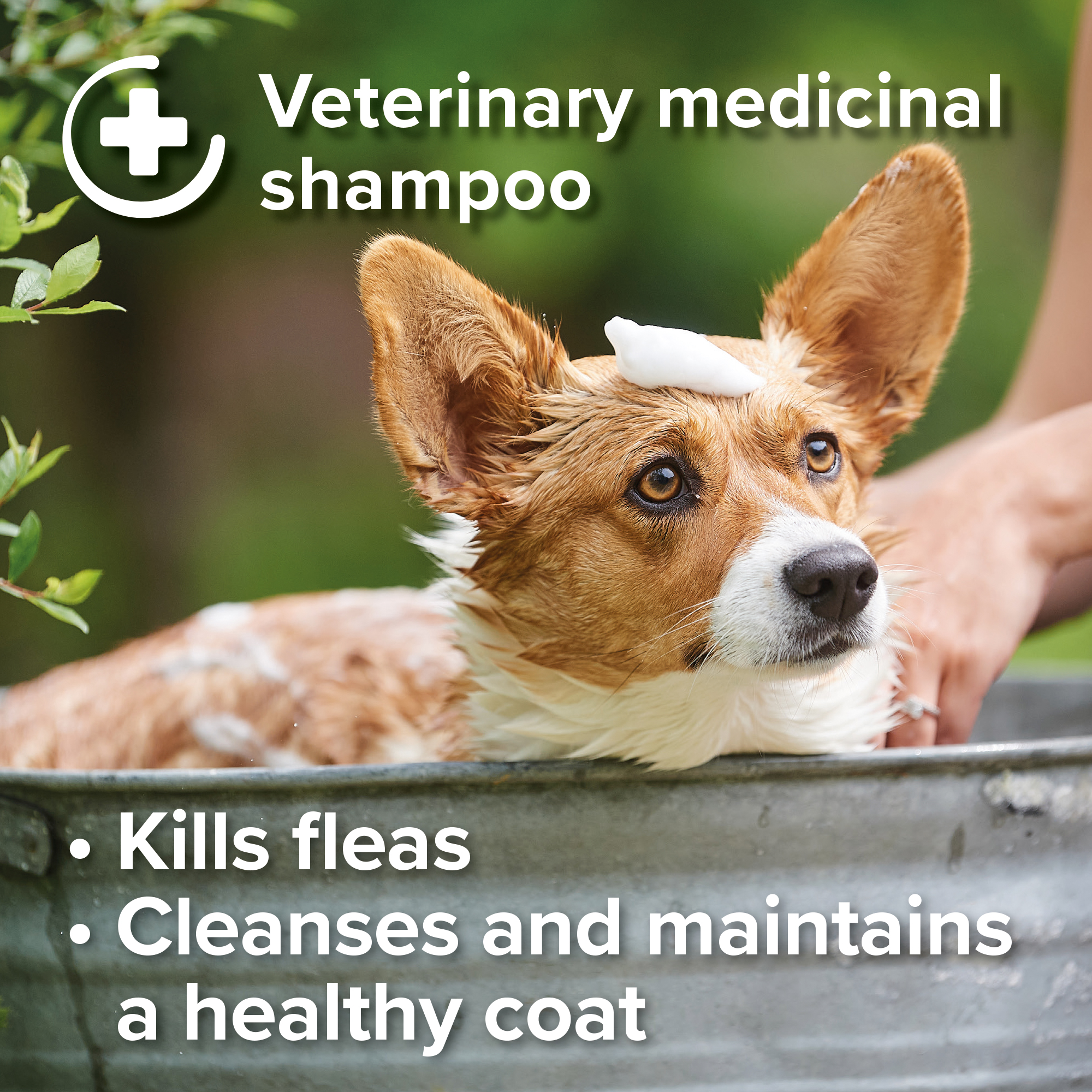Beaphar Insecticidal Shampoo for Dogs