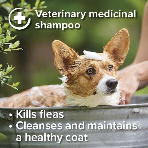 Beaphar Insecticidal Shampoo for Dogs