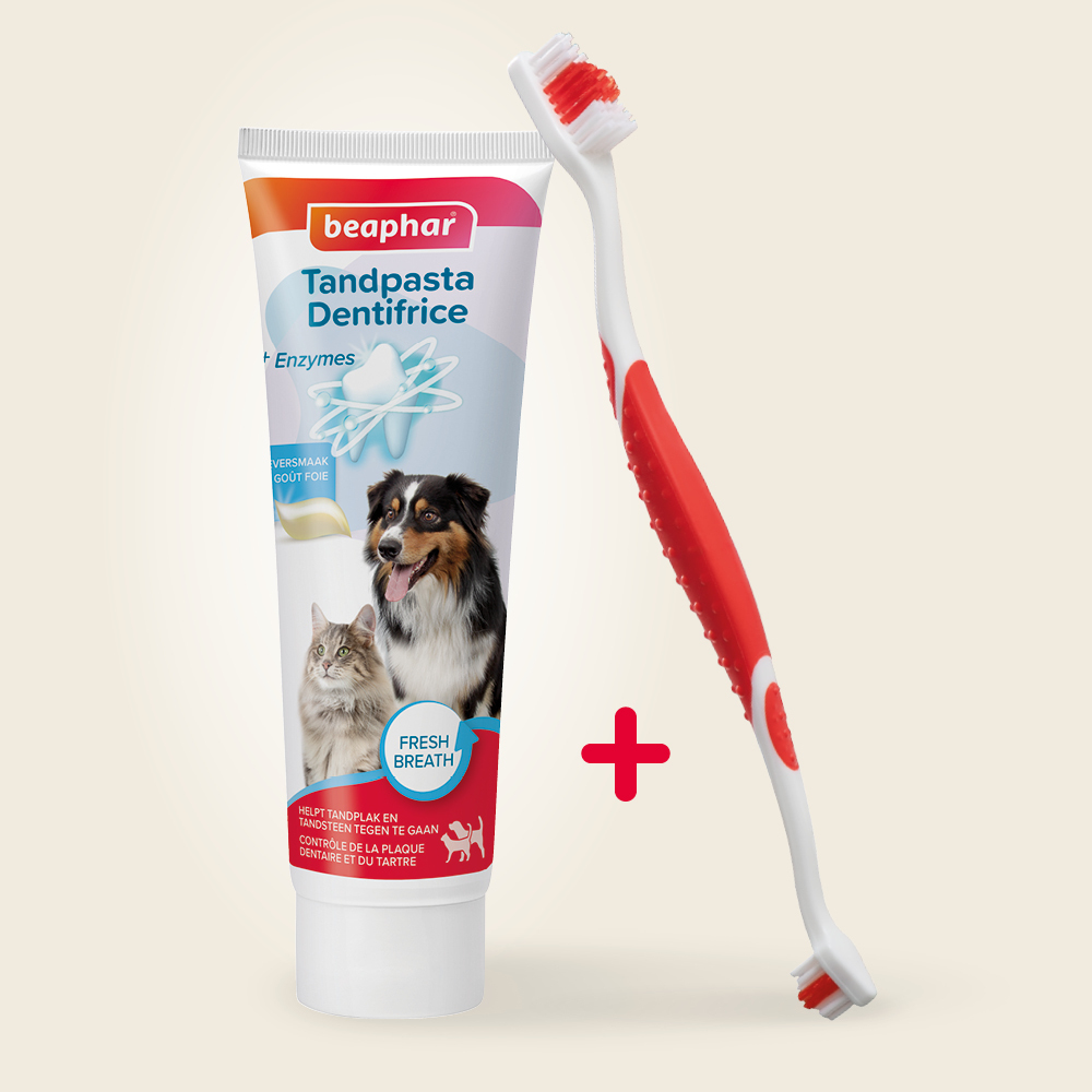 COMBI-PACK dentaire : Dentifrice + Brosse à dents