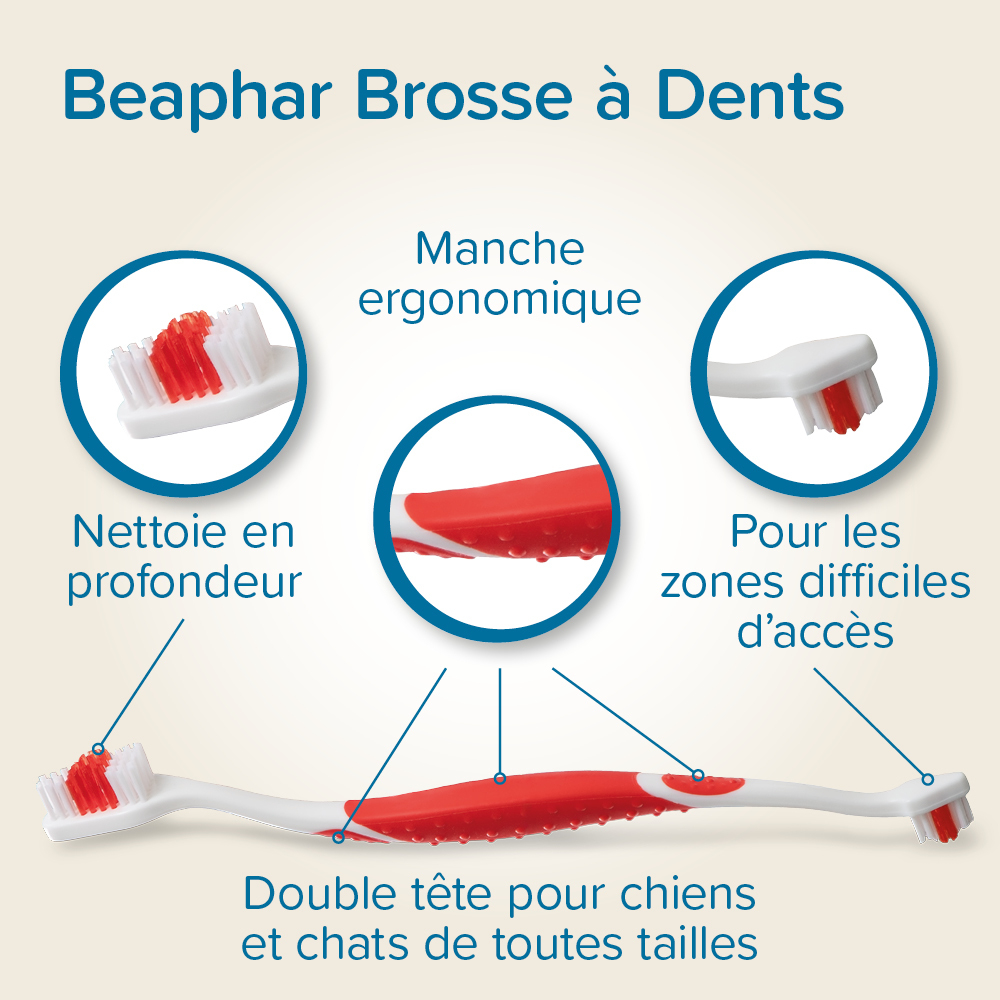 COMBI-PACK dentaire : Dentifrice + Brosse à dents