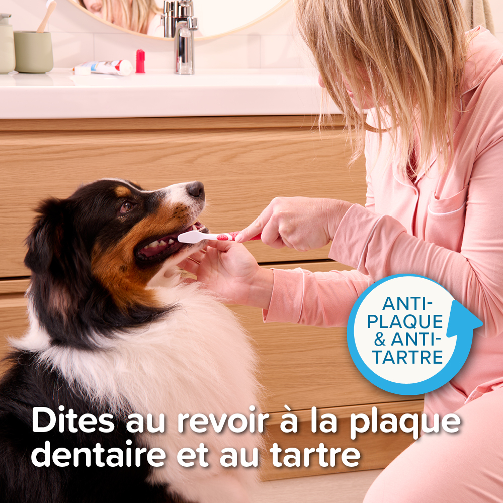 COMBI-PACK dentaire : Dentifrice + Brosse à dents