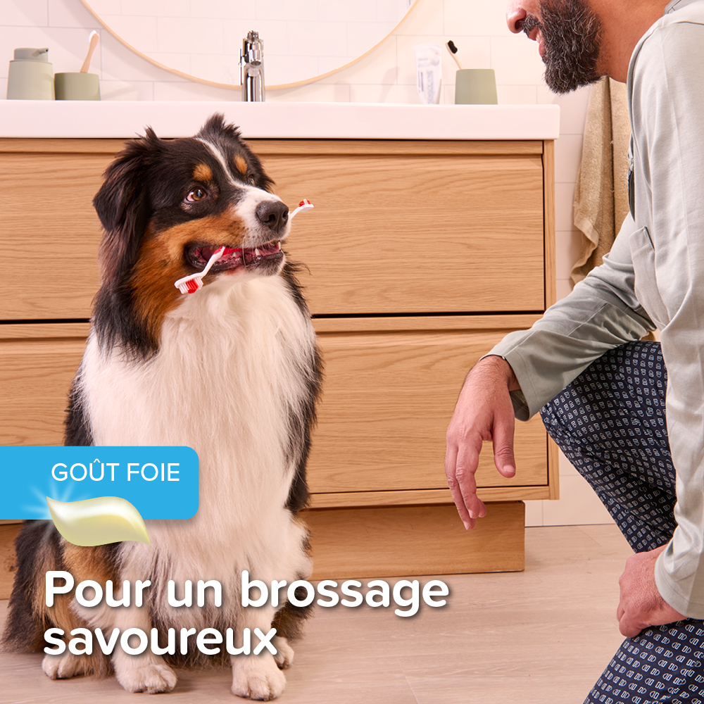 COMBI-PACK dentaire : Dentifrice + Brosse à dents