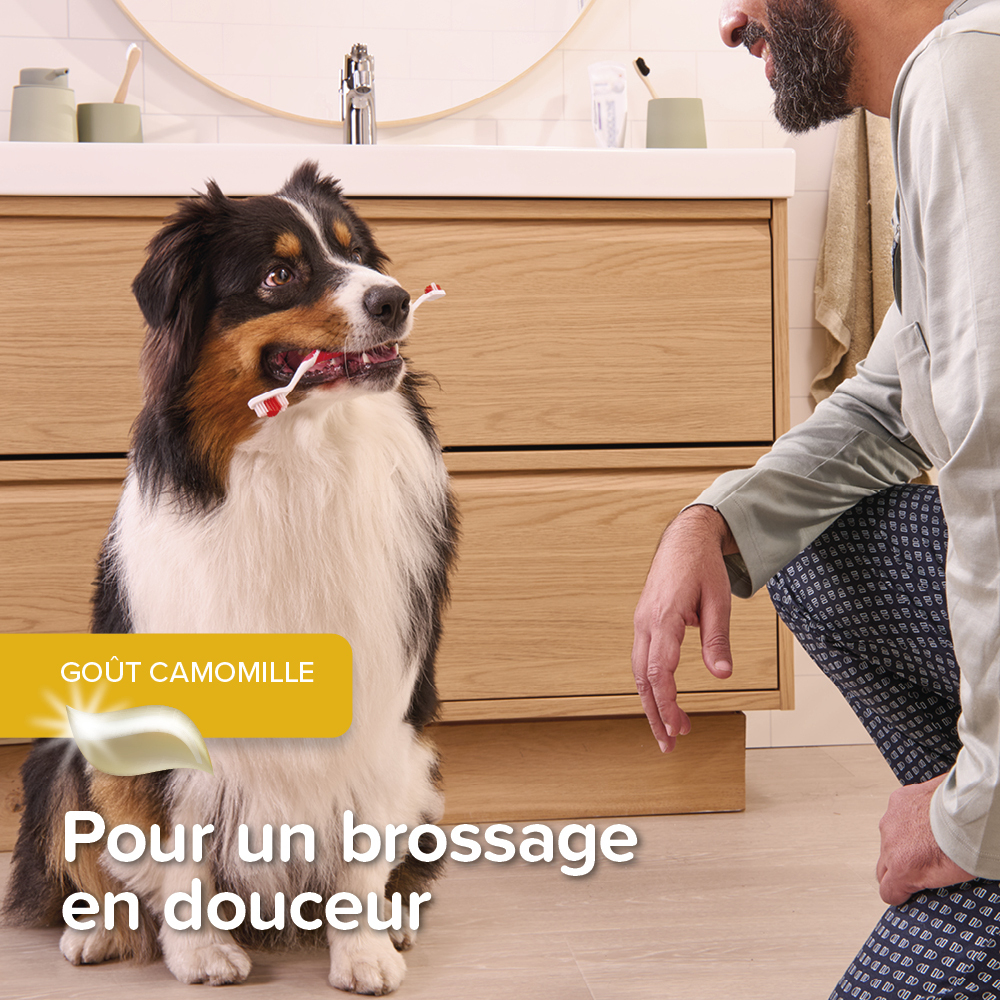 COMBI-PACK dentaire Chiot : dentifrice + 2 brosses à dents