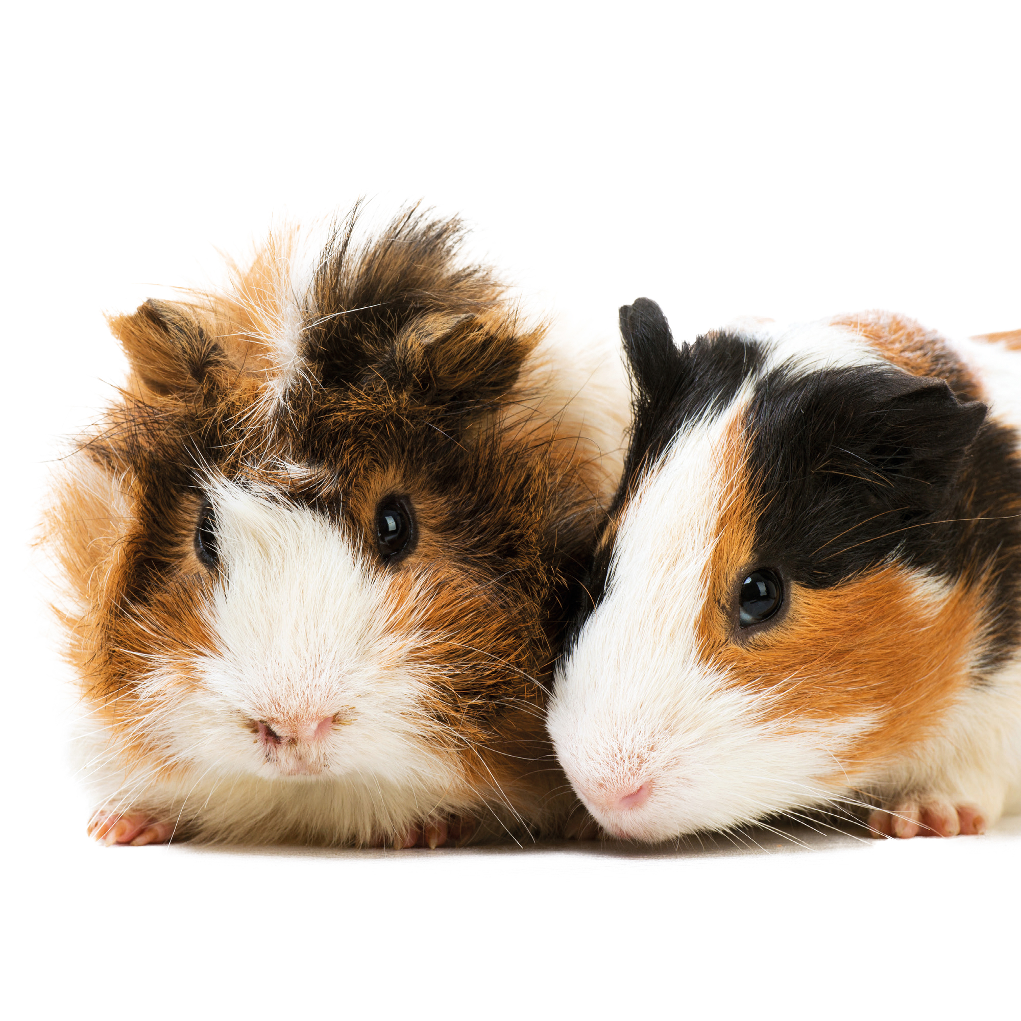 Beaphar Vitamine C tabletten 180 tabletten