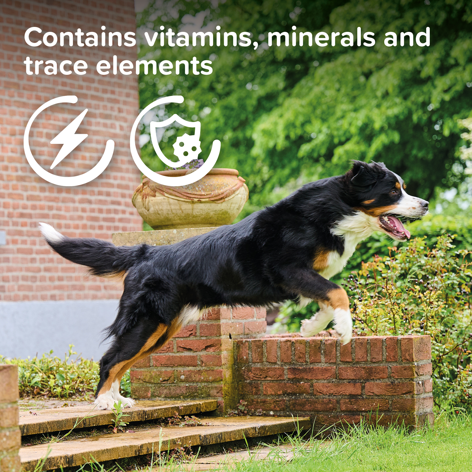 Beaphar Top 10 Multi-Vitamin Tablets for Dogs 180 Tablet Pack