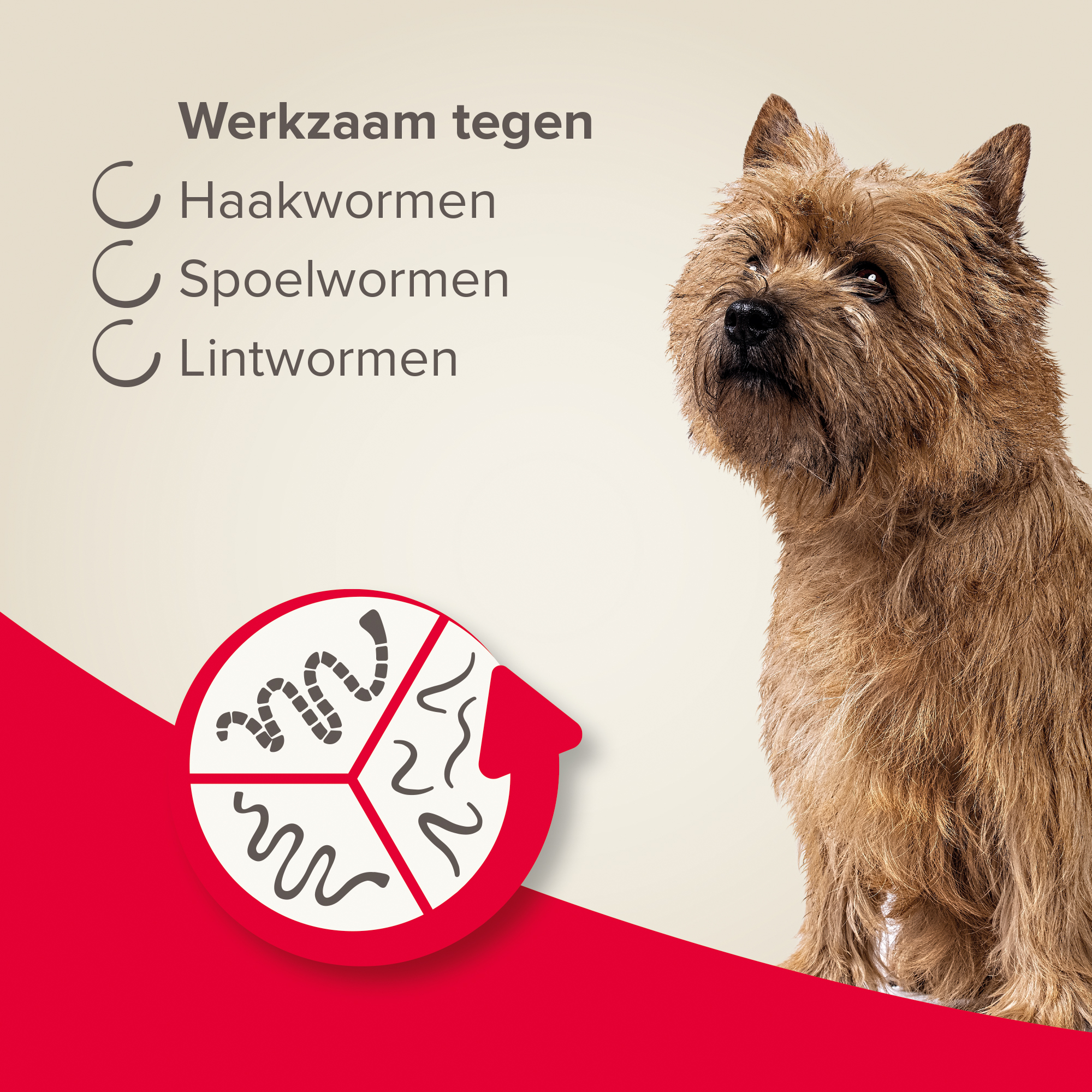 Beaphar Wormtabletten All-in-One hond 2,5-20kg 2 tabletten