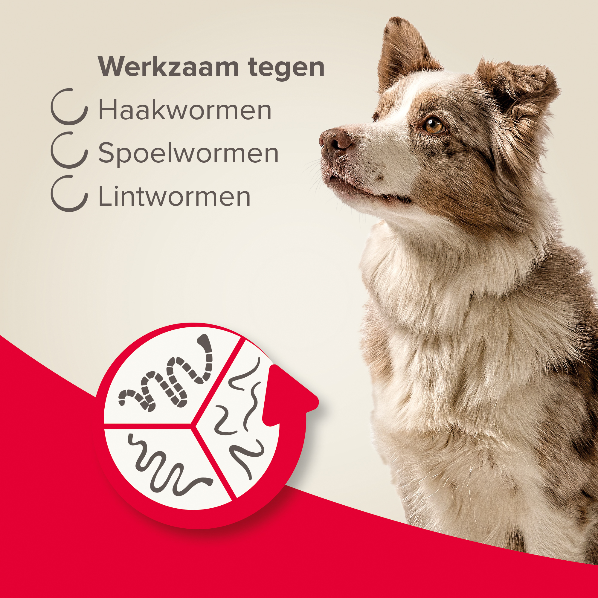 Beaphar Wormtabletten All-in-One hond 2,5-40kg 4 tabletten