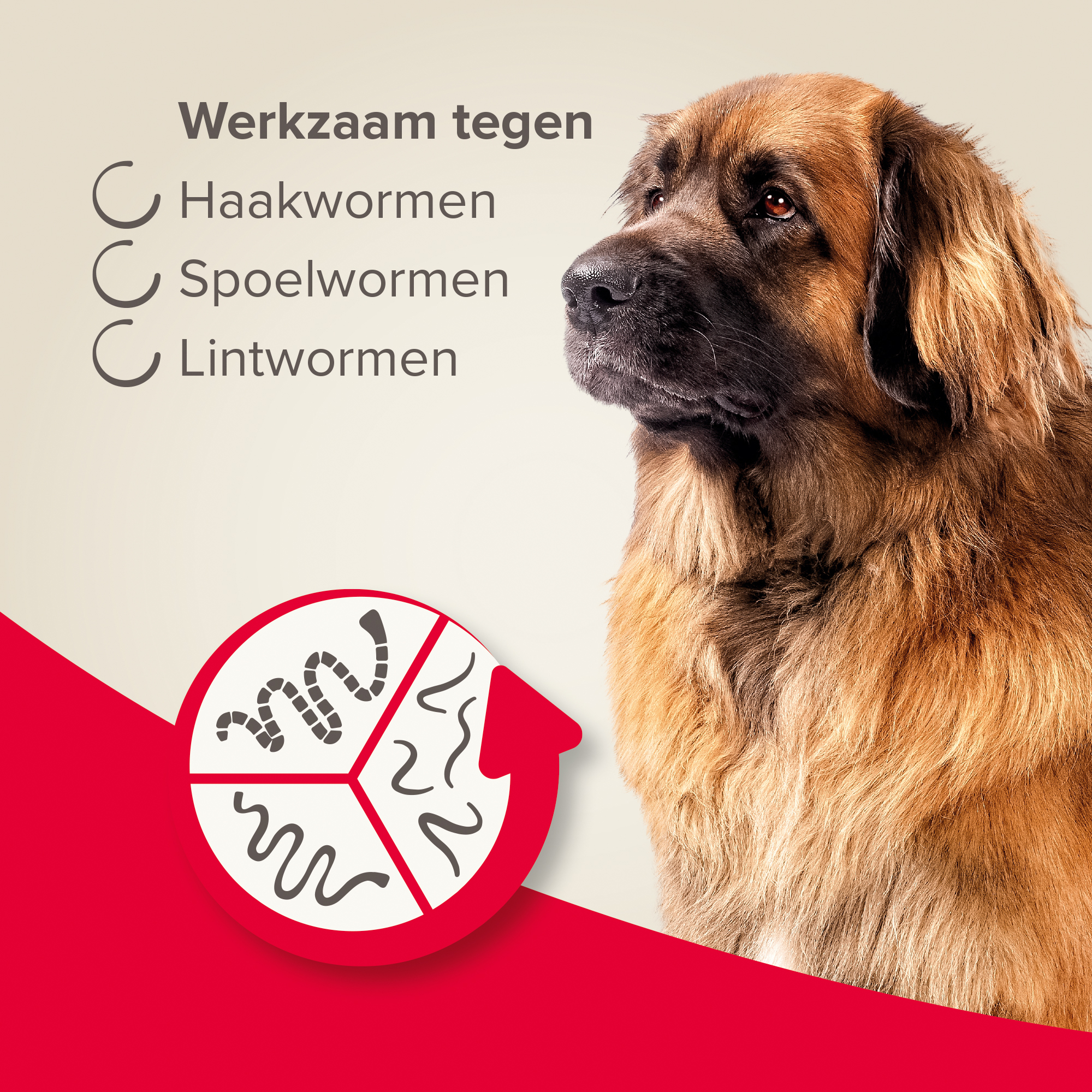 Beaphar Wormtabletten All-in-One hond 17,5-70kg 2 tabletten