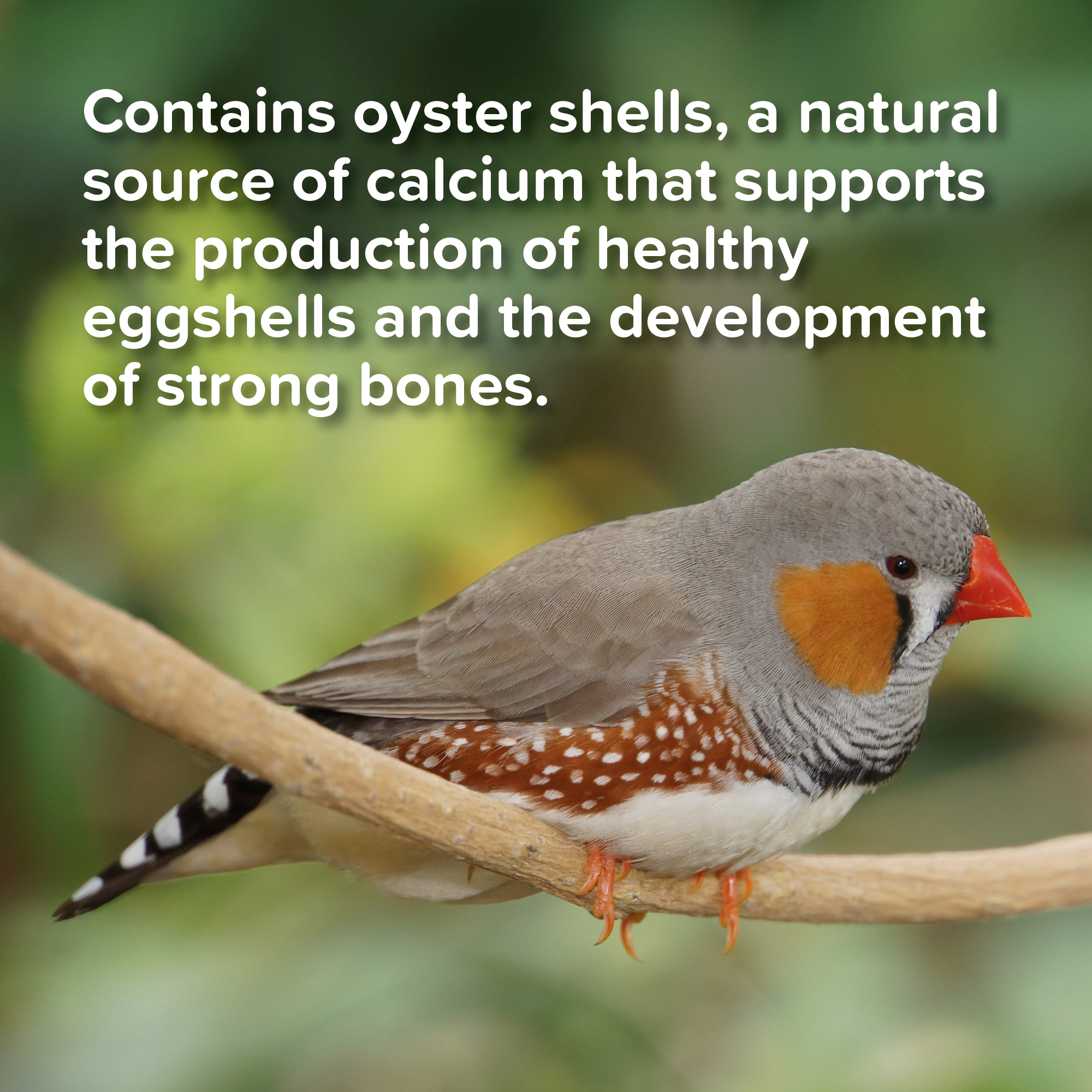 Beaphar Cana Grit Shell, Charcoal & Gravel for Birds