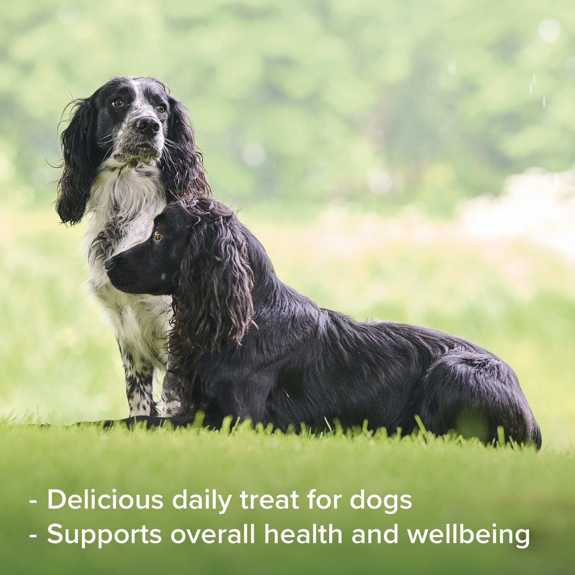 Beaphar Salmon Oil Paste for Dogs, 100g