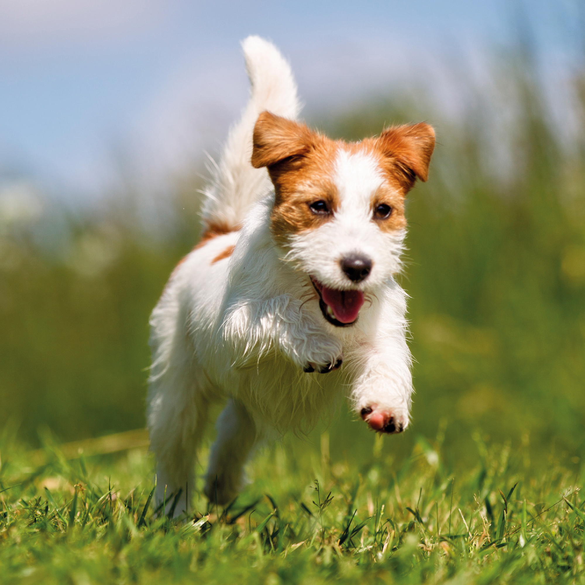 B-vitamin cseppek, 50 ml